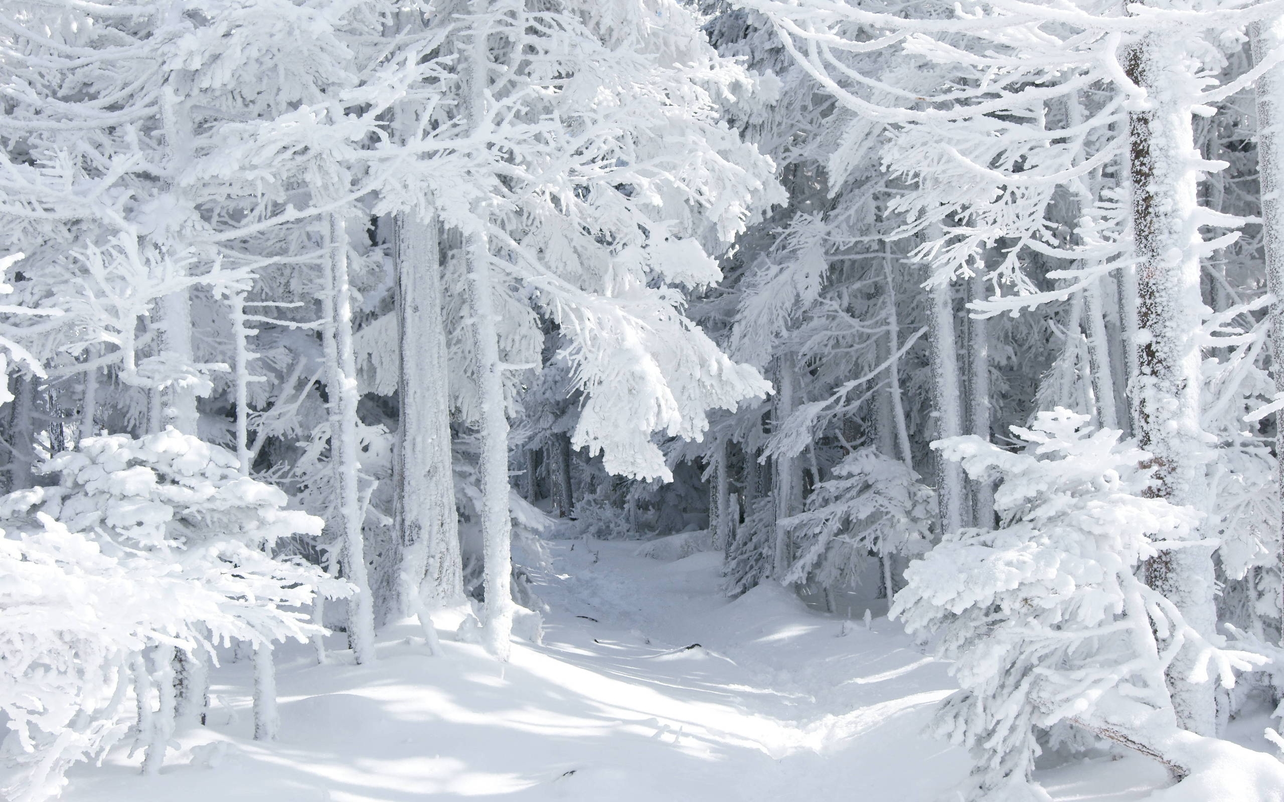 Скачать обои бесплатно Деревья, Зима, Пейзаж картинка на рабочий стол ПК
