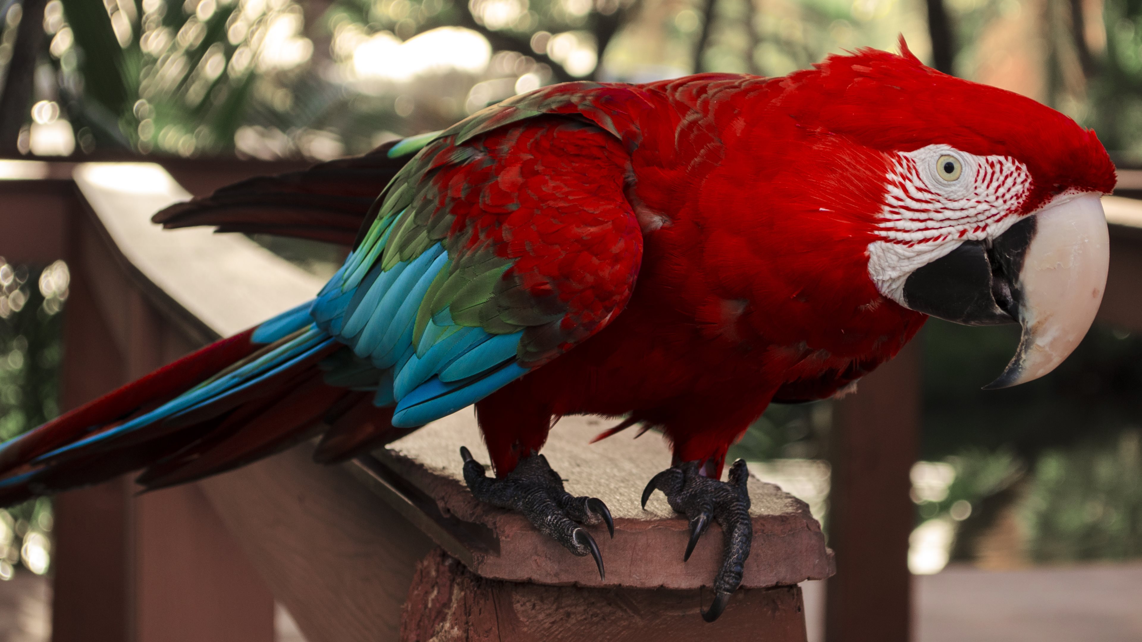350551 завантажити картинку тварина, червоно зелений ара, боке, ара, папуга, птахи - шпалери і заставки безкоштовно