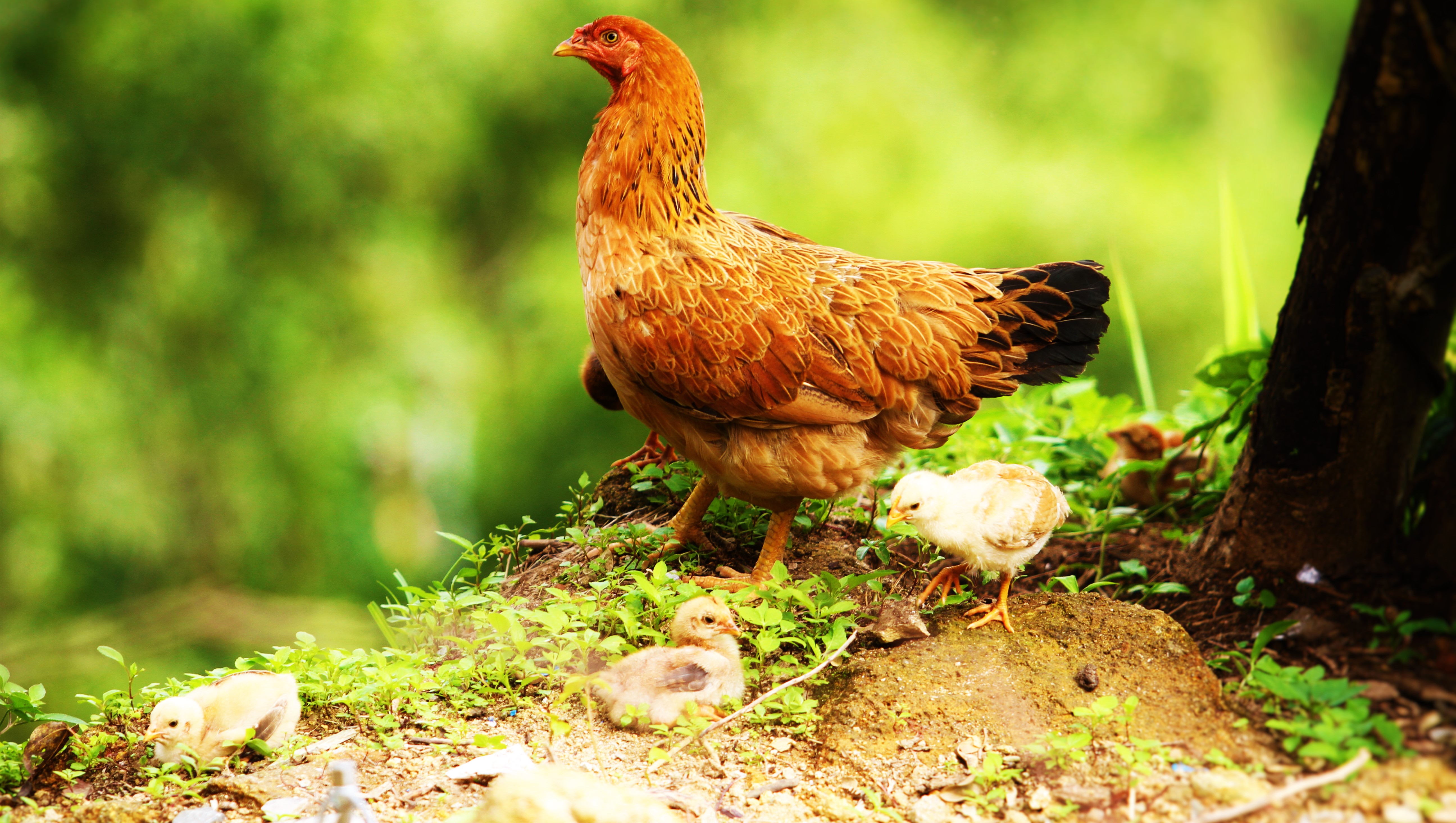 388359 descargar imagen animales, pollo, polluelo, aves: fondos de pantalla y protectores de pantalla gratis