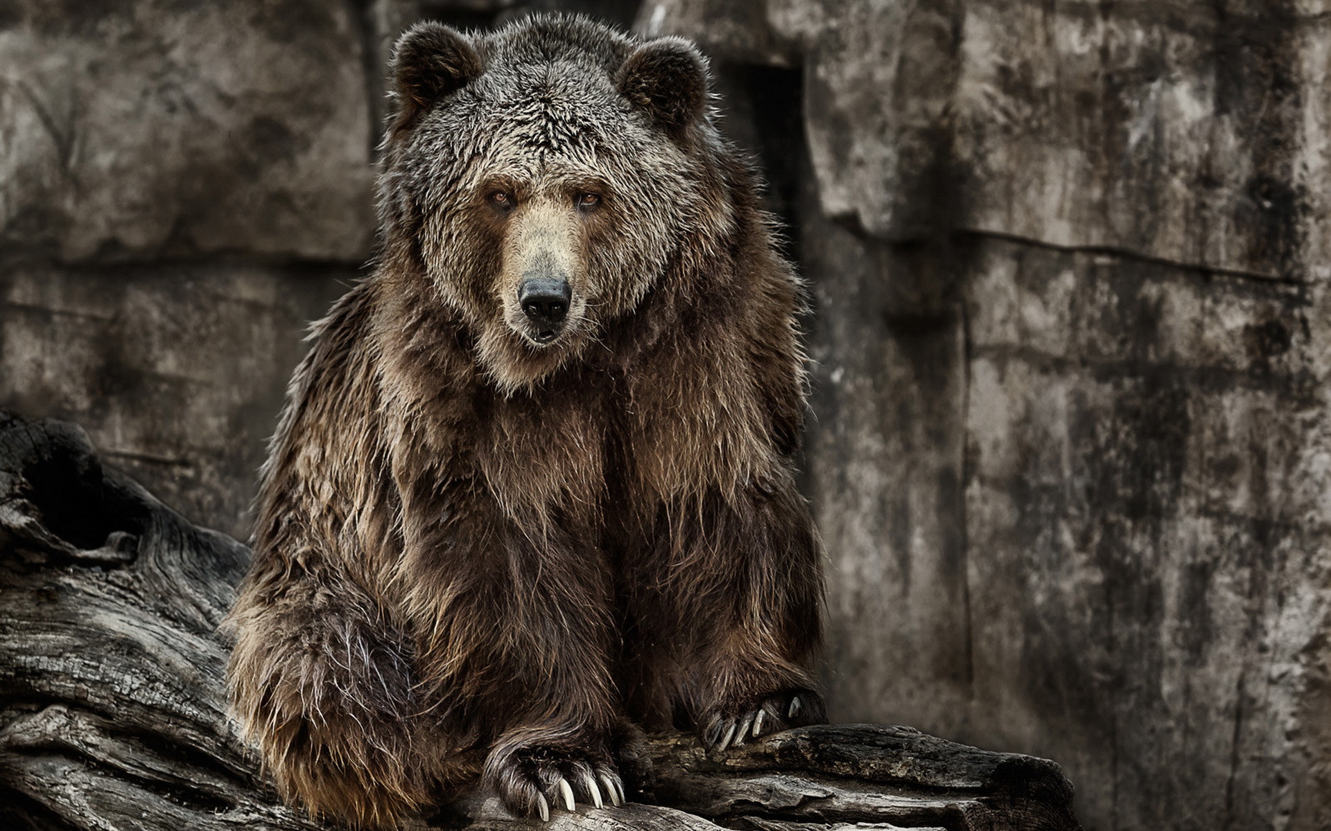 Скачать обои бесплатно Животные, Медведи, Медведь, Зоопарк, Глазеть картинка на рабочий стол ПК