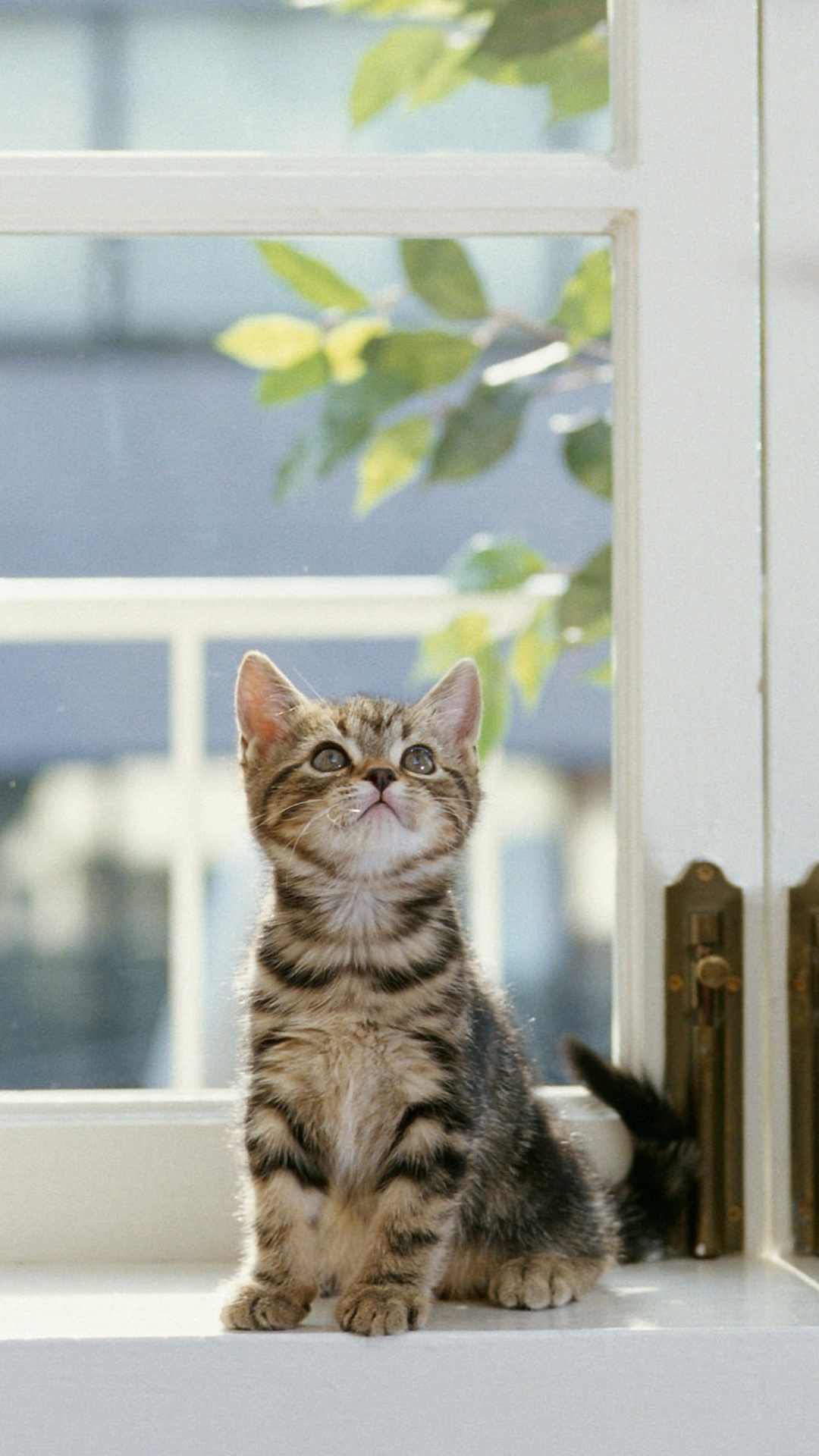 無料モバイル壁紙動物, ネコ, 猫をダウンロードします。