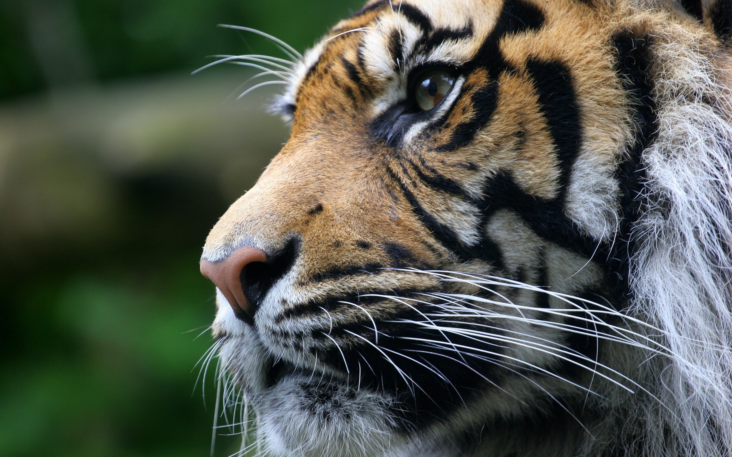 24503 скачать картинку тигры, животные - обои и заставки бесплатно