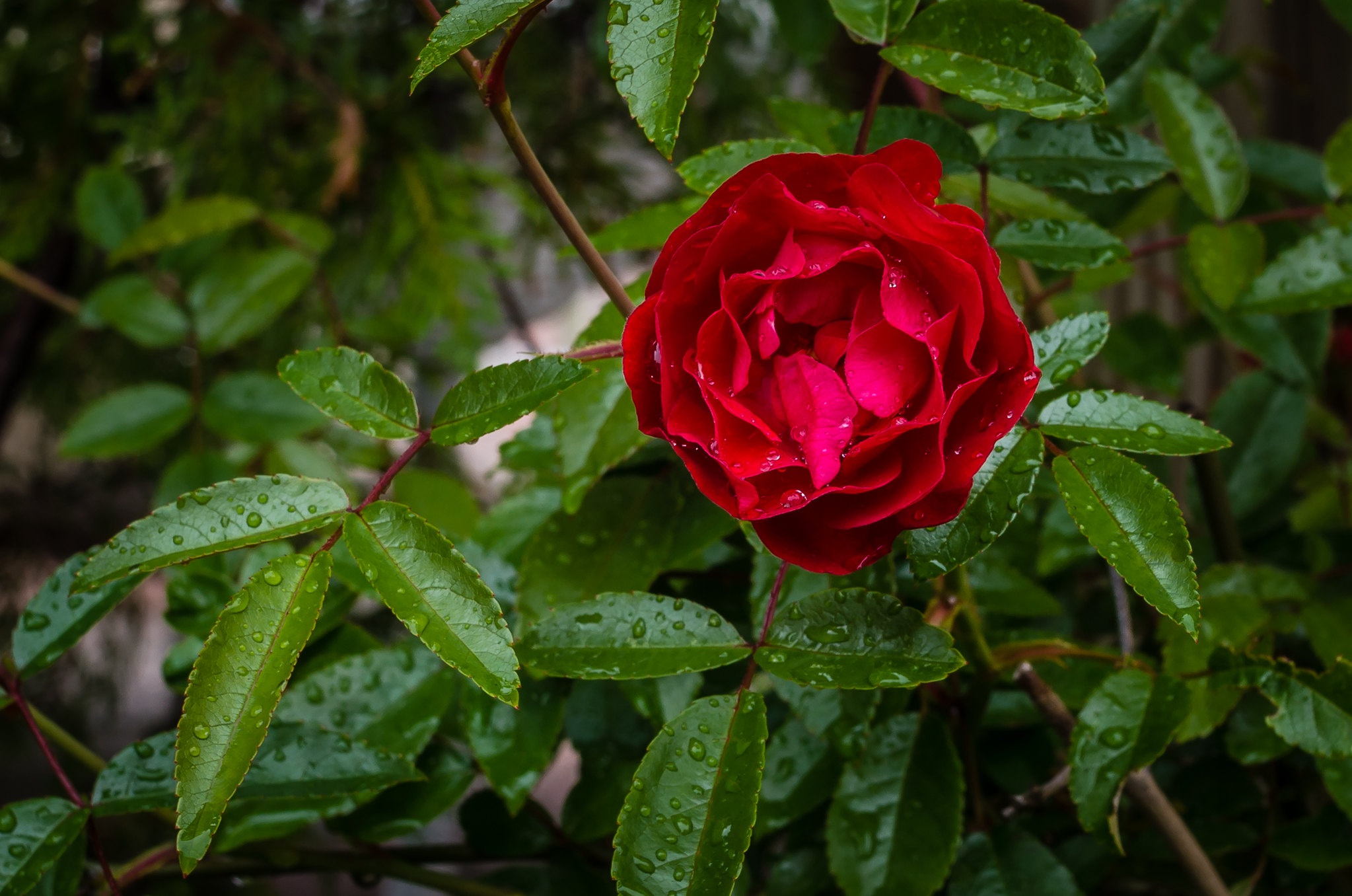 Free download wallpaper Flowers, Flower, Rose, Earth, Water Drop on your PC desktop