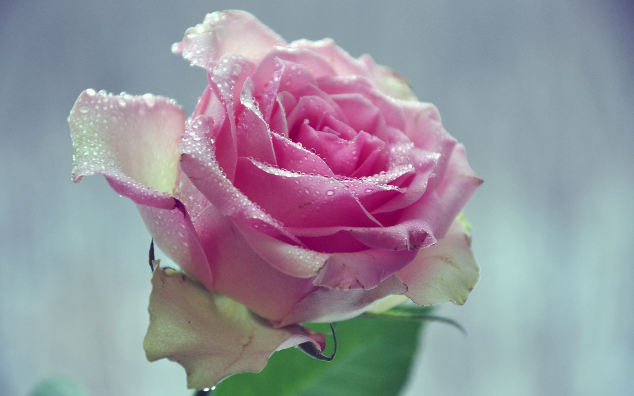 42618 Bild herunterladen pflanzen, blumen, roses - Hintergrundbilder und Bildschirmschoner kostenlos