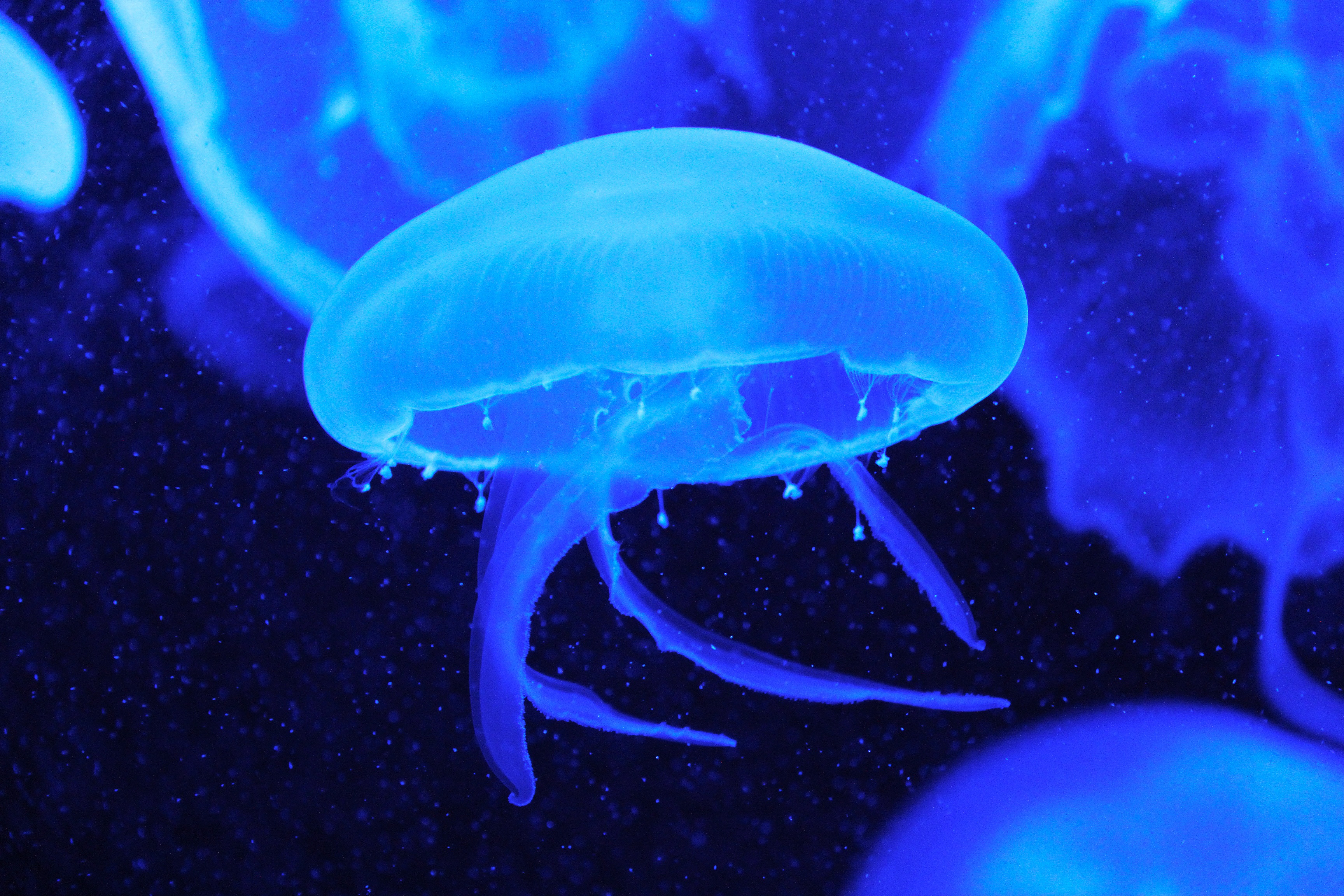 94026 скачать обои природа, медузы, подводный мир, щупальцы - заставки и картинки бесплатно