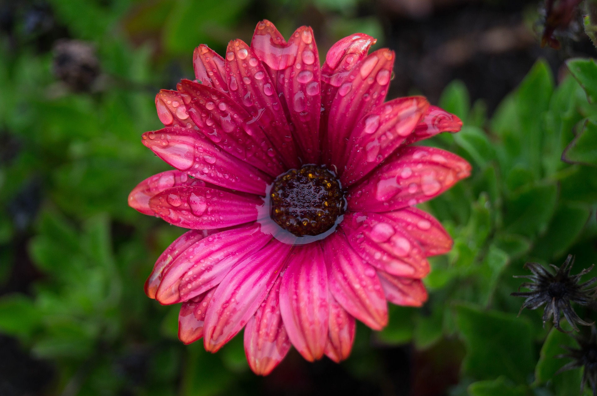 Download mobile wallpaper Flowers, Flower, Earth, Daisy, Water Drop, Pink Flower for free.