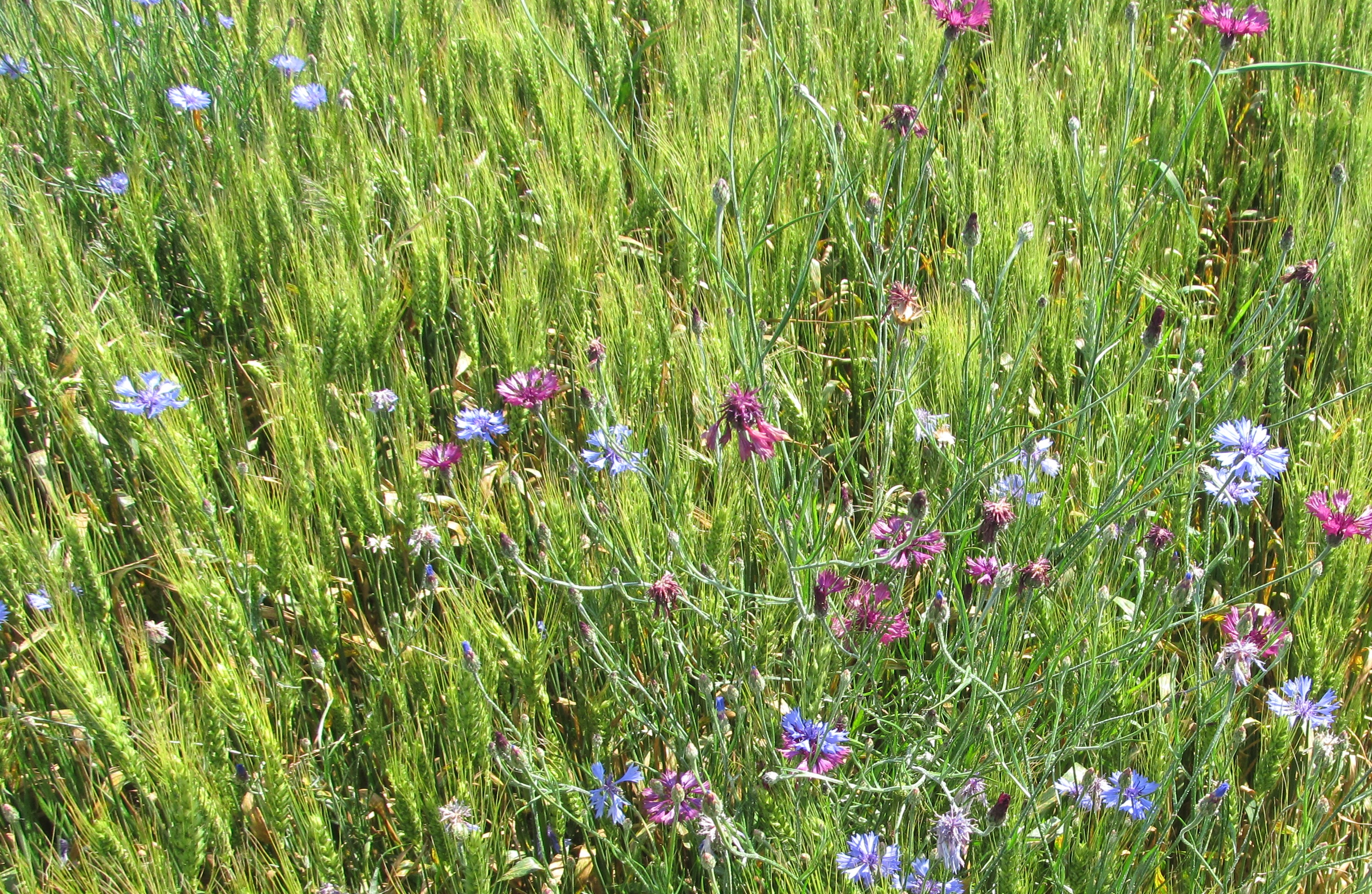 Téléchargez des papiers peints mobile Fleurs, Fleur, Terre/nature gratuitement.