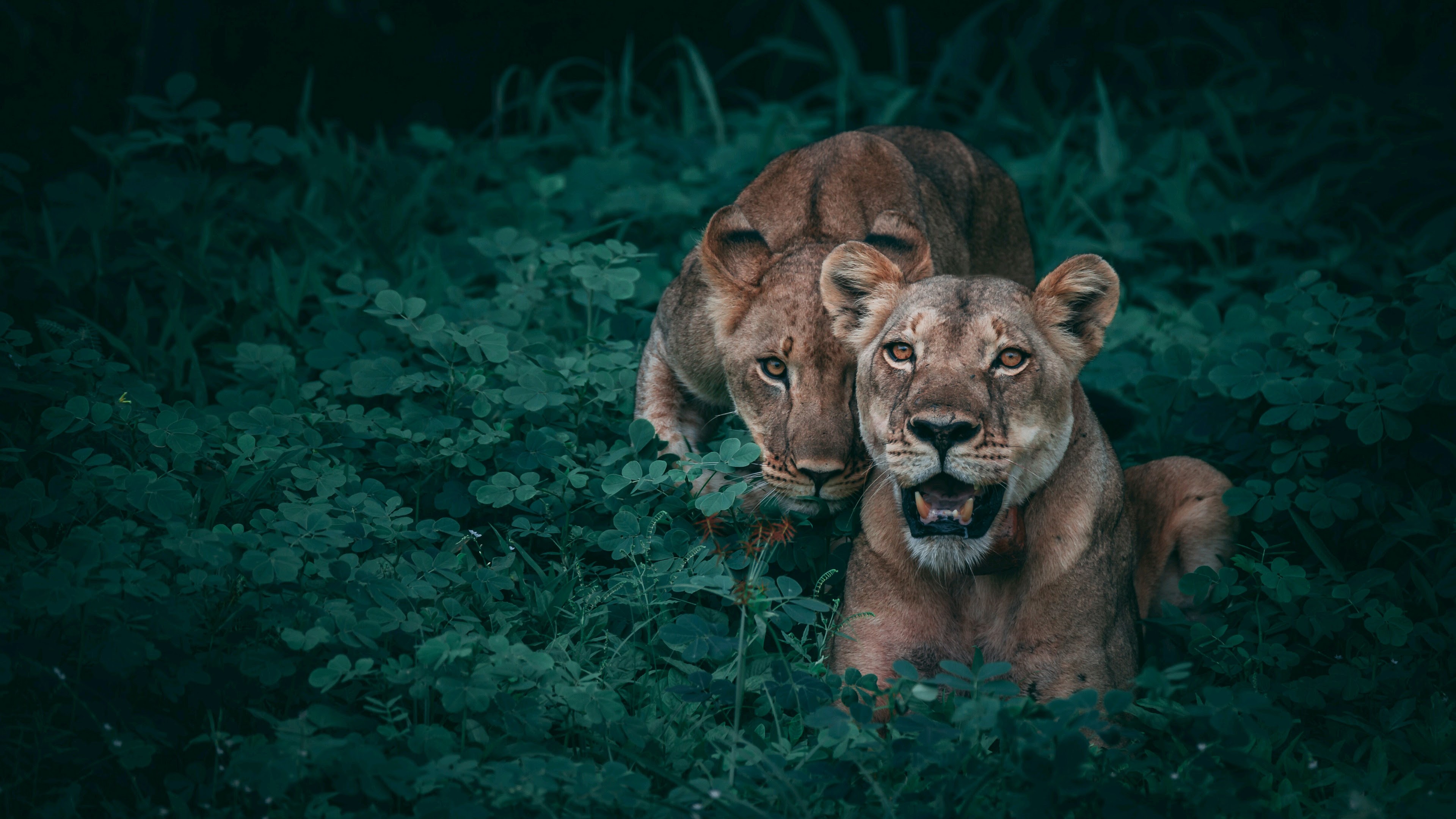 479291 descargar imagen leona, animales, león, gatos: fondos de pantalla y protectores de pantalla gratis