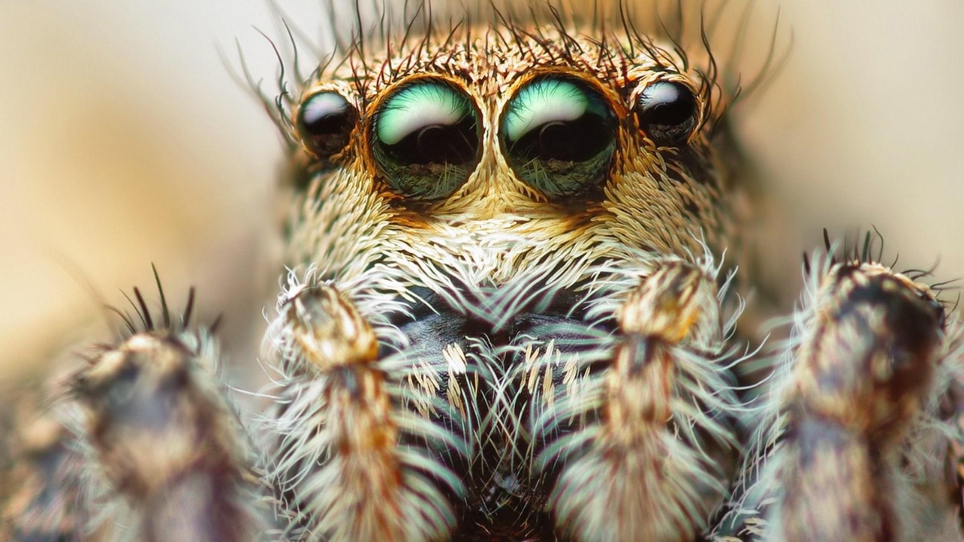 281781 Bild herunterladen tiere, spinne, springspinnen, spinnen - Hintergrundbilder und Bildschirmschoner kostenlos