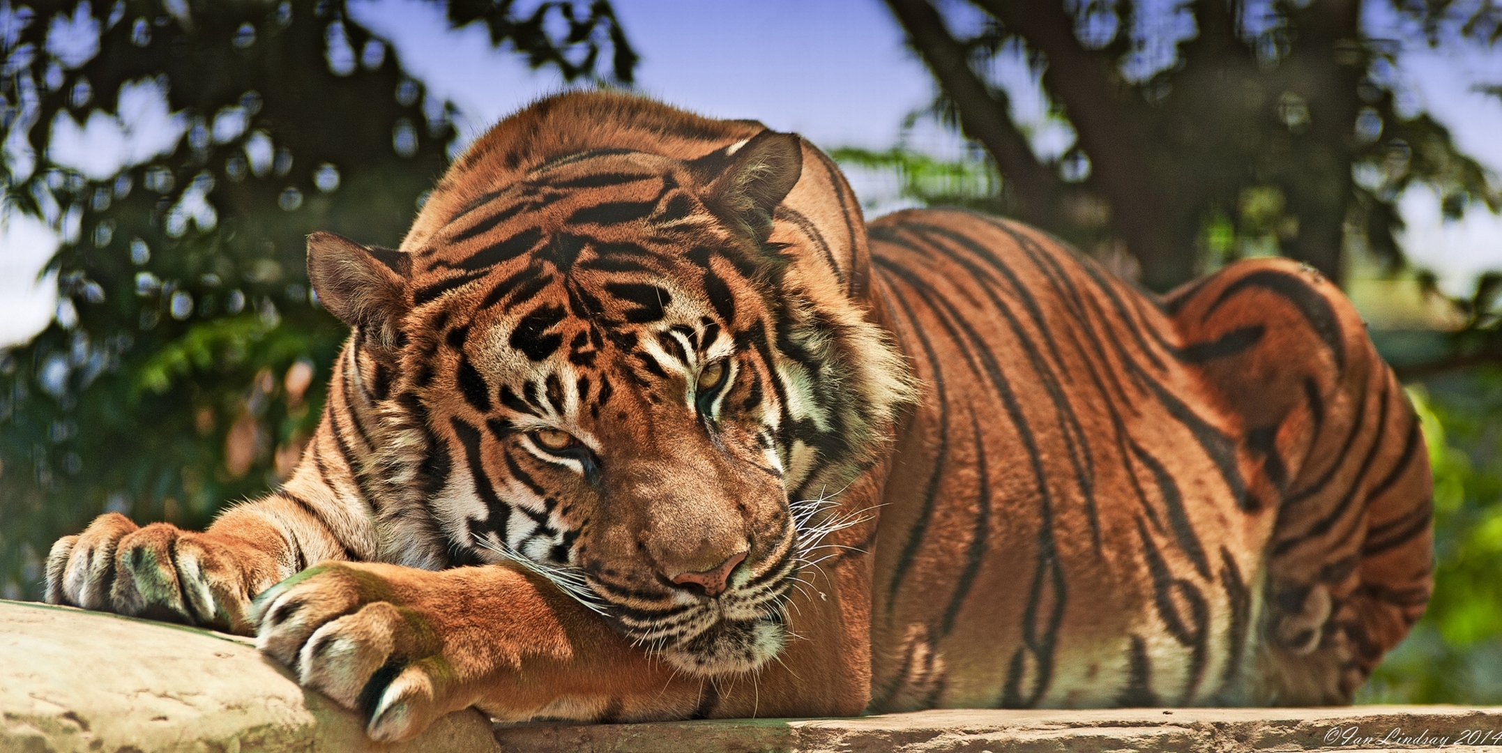 Download mobile wallpaper Animals, Muzzle, Aggression, Predator, Big Cat, Tiger for free.