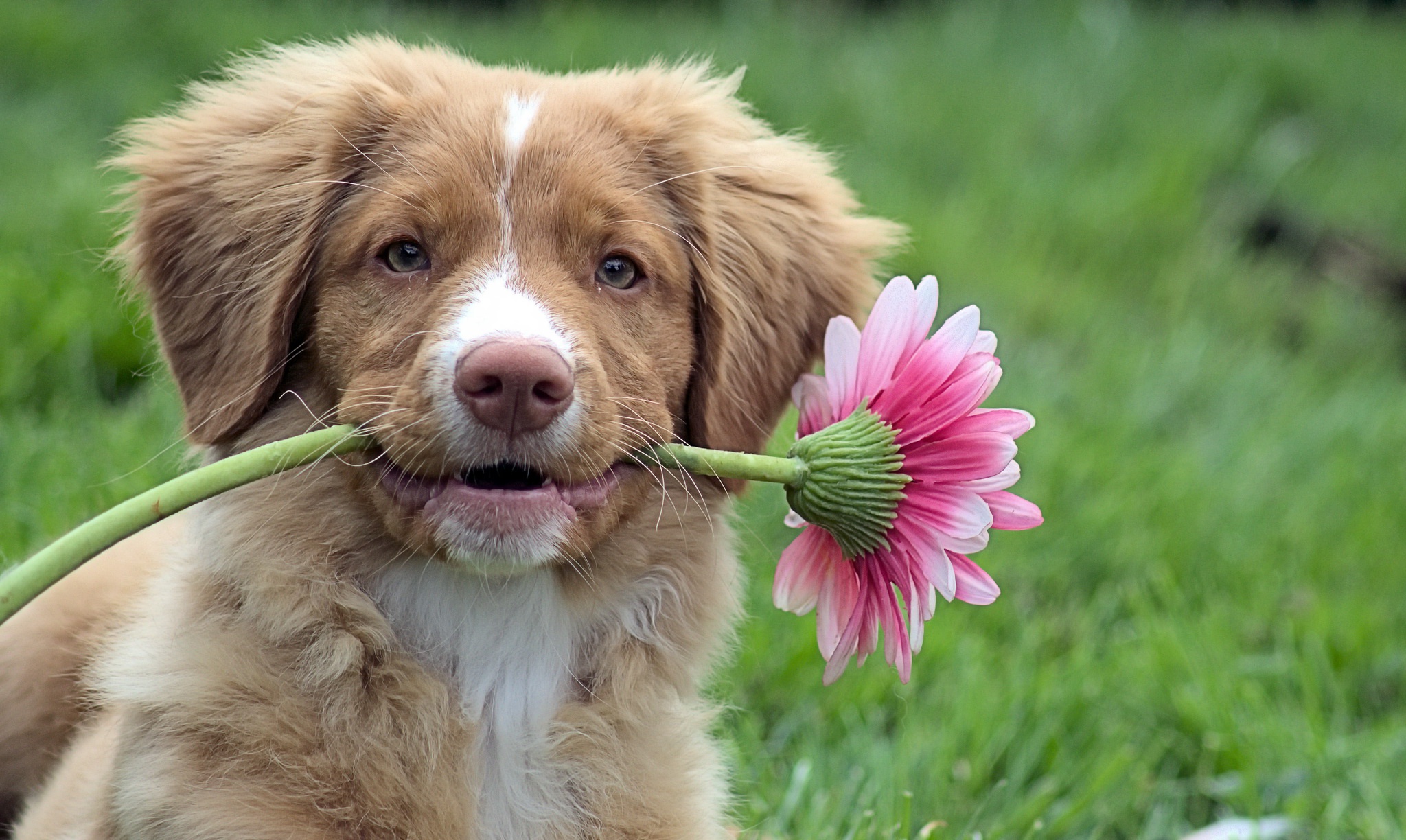 Download mobile wallpaper Dogs, Dog, Muzzle, Animal, Pink Flower for free.