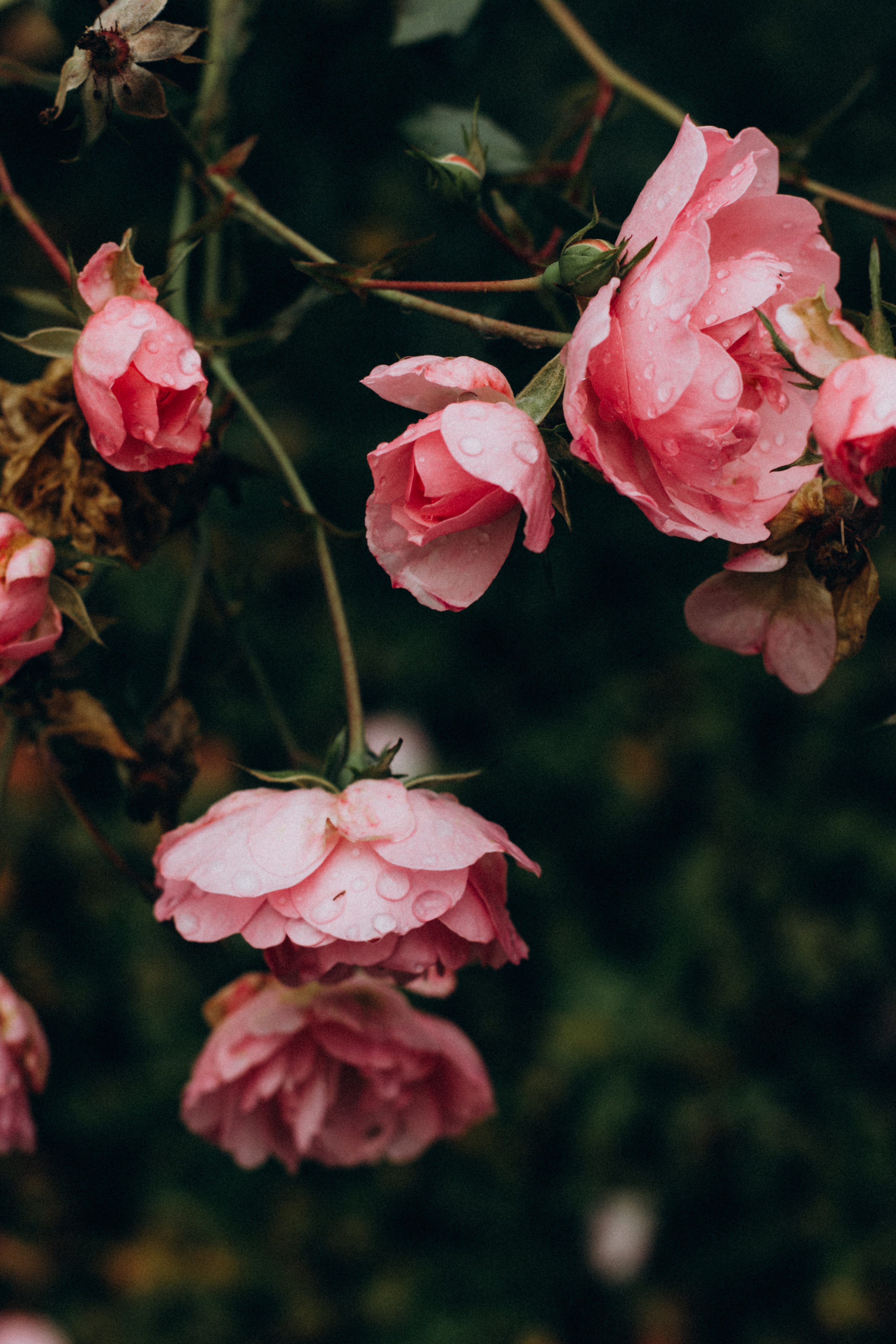 Free download wallpaper Flowers, Pink, Bush, Rose, Petals, Rose Flower on your PC desktop