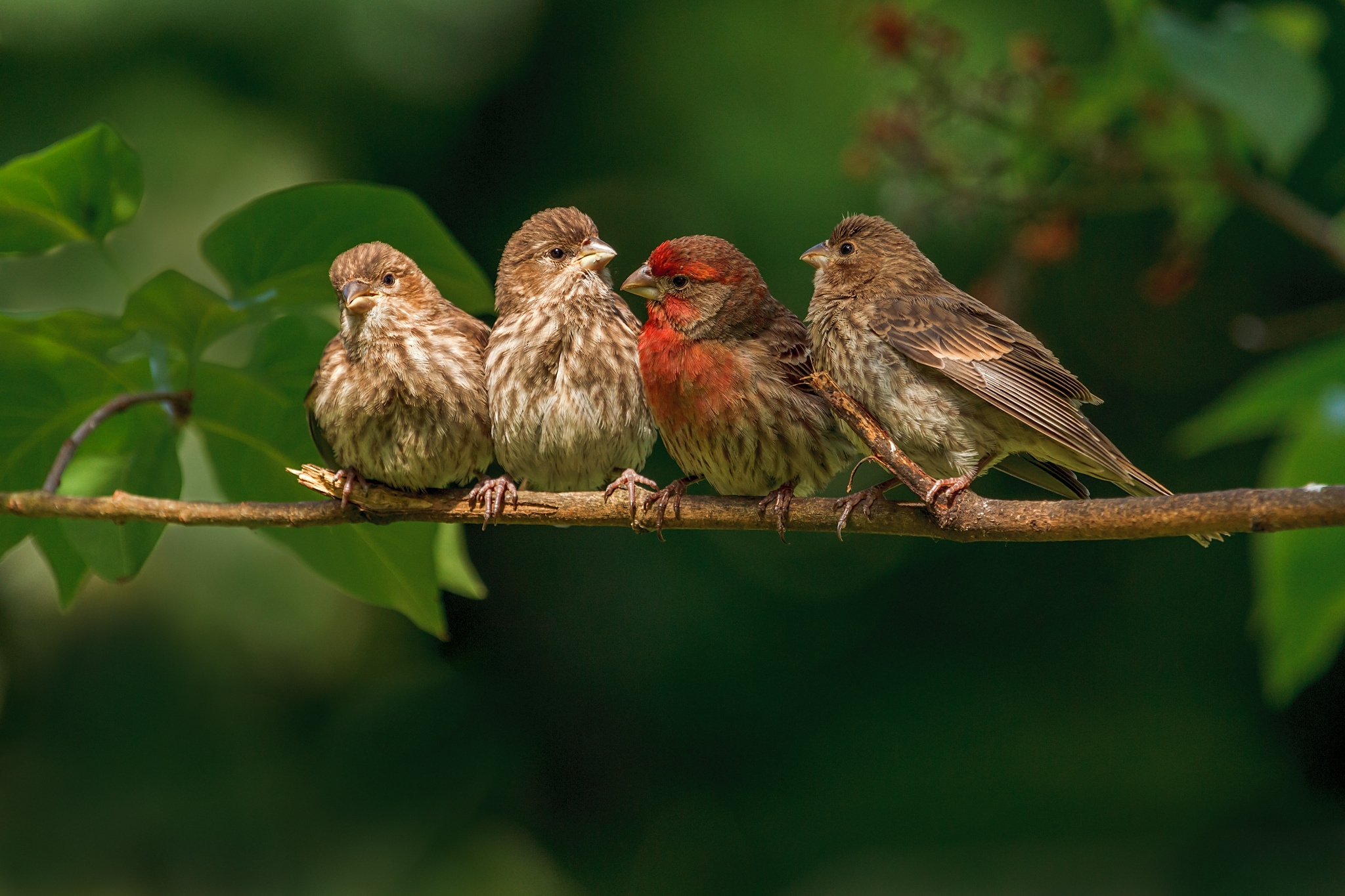birds, family, animals, branch, finches Full HD