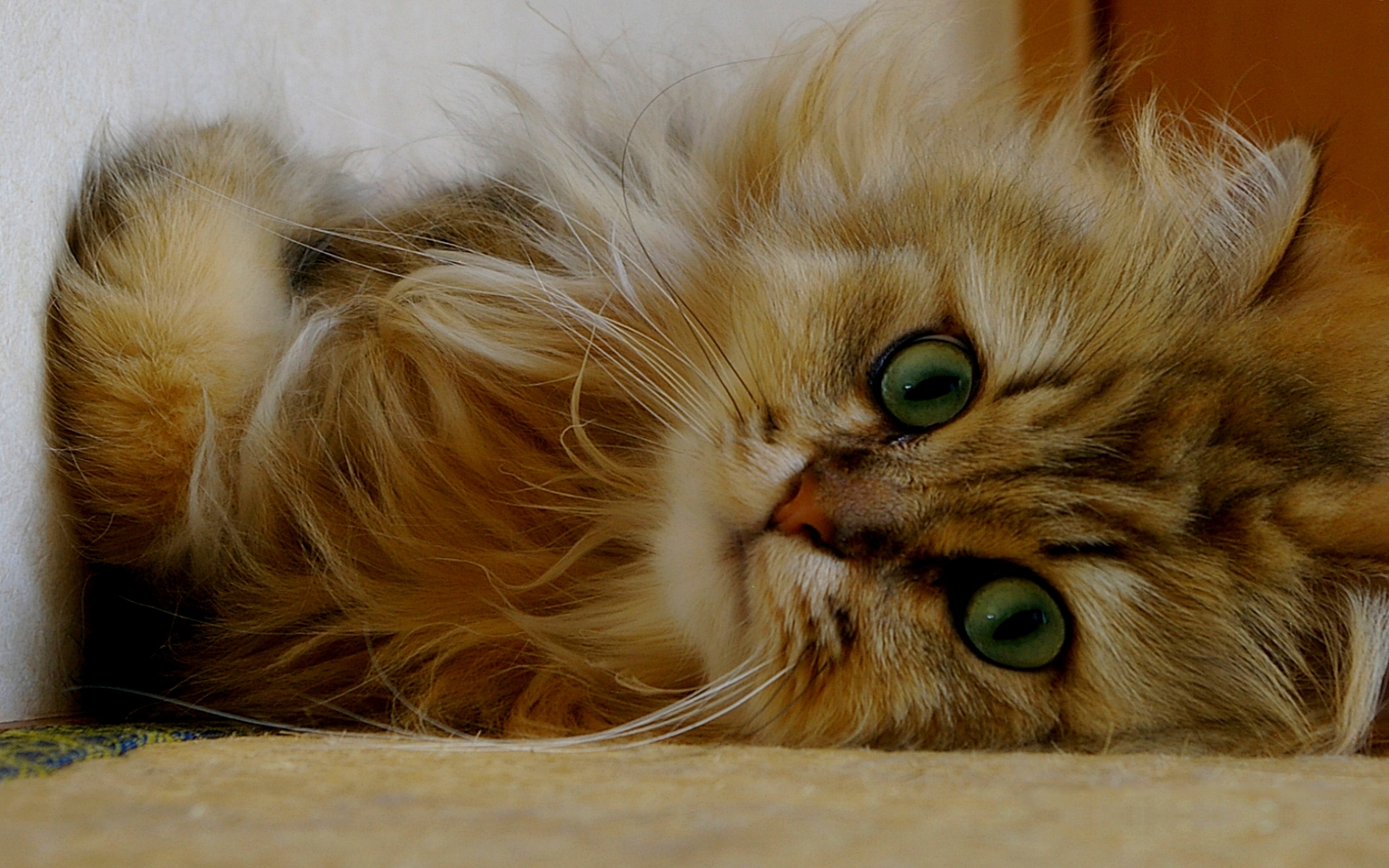 Baixe gratuitamente a imagem Animais, Gatos, Gato na área de trabalho do seu PC