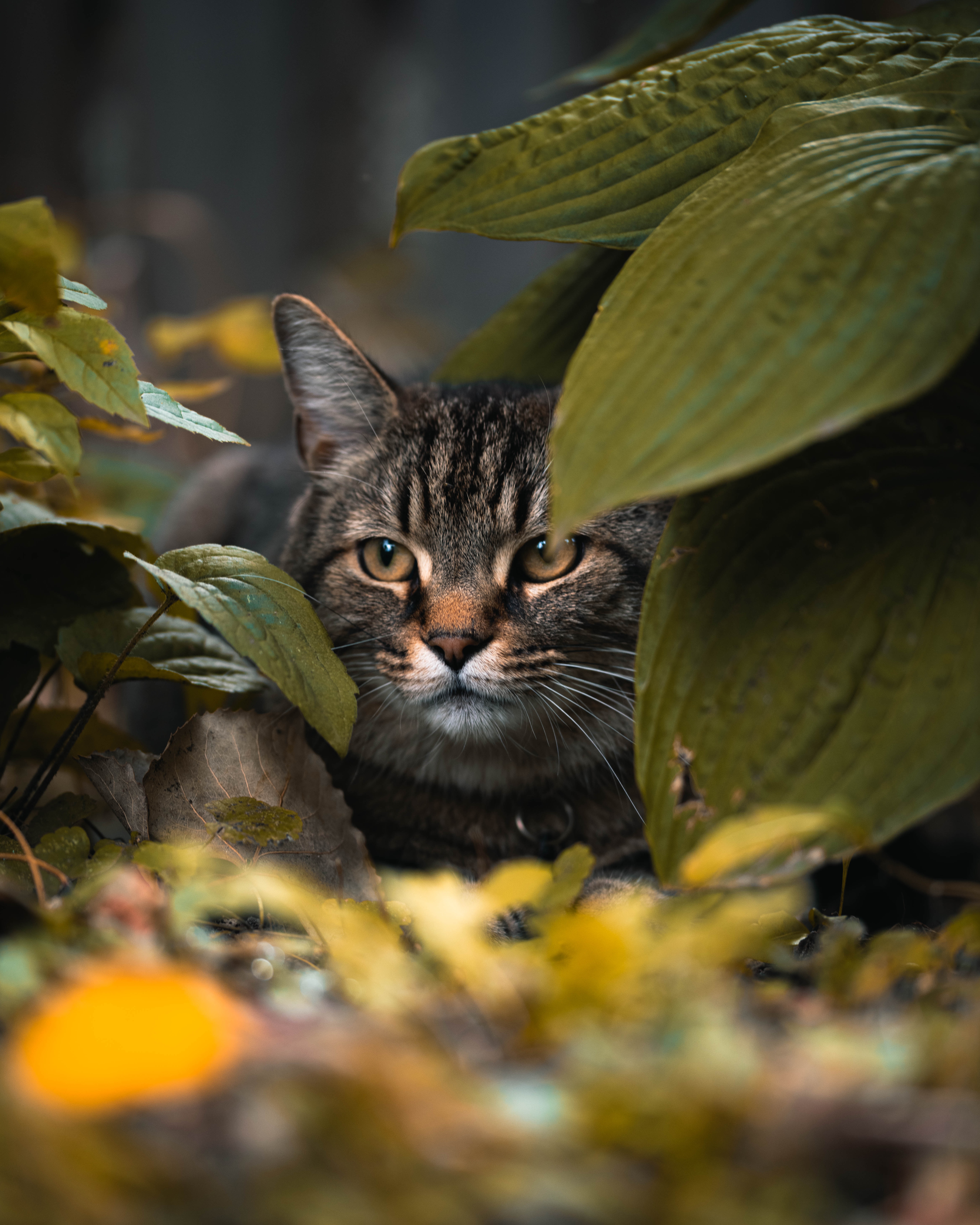 Free download wallpaper Hide, Sight, Opinion, Animal, Animals, Leaves, Cat on your PC desktop