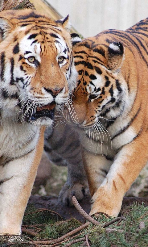 Handy-Wallpaper Tiere, Katzen, Tiger kostenlos herunterladen.