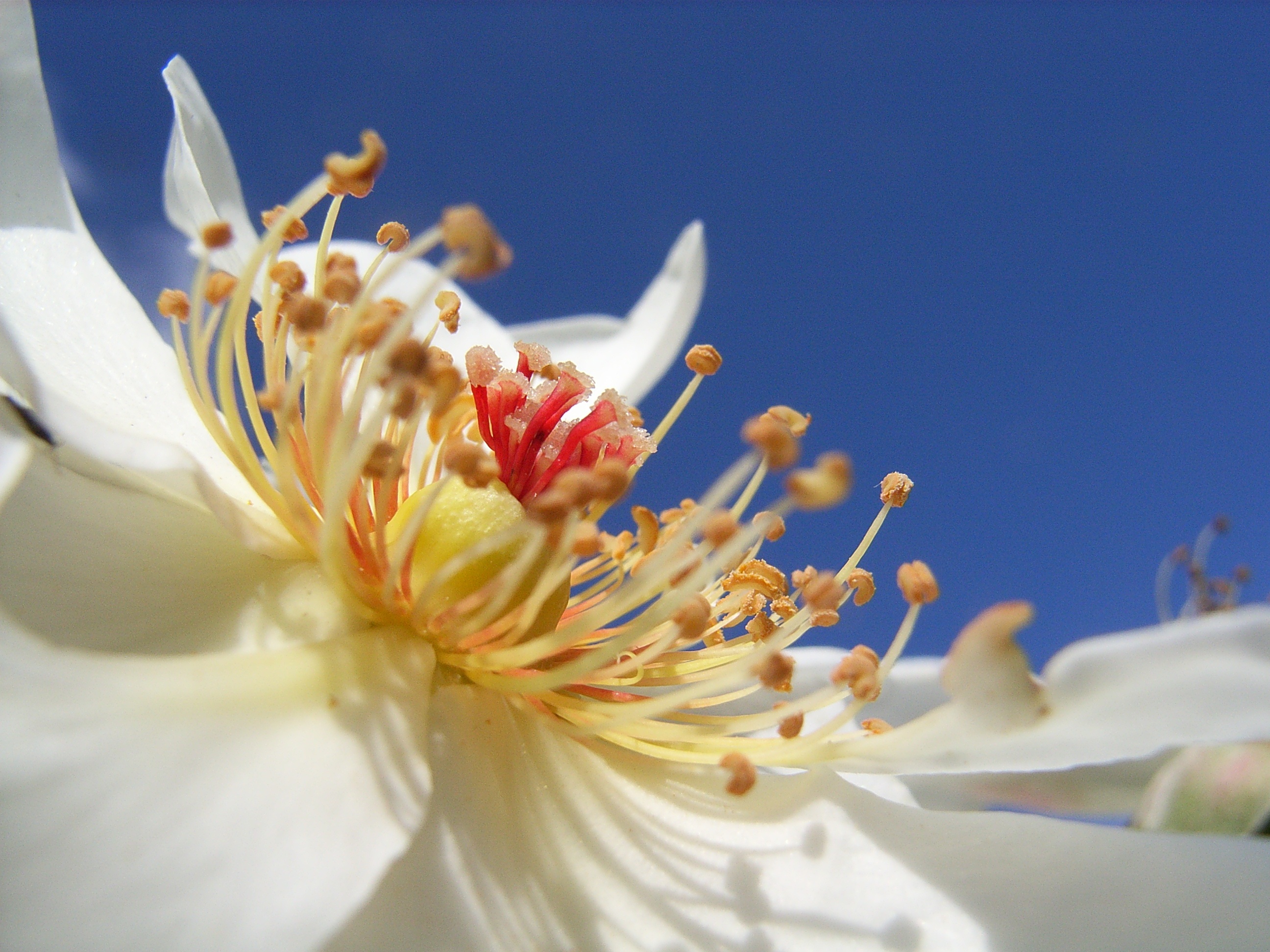 Laden Sie das Makro, Rose, Staubblätter, Pollen, Blume-Bild kostenlos auf Ihren PC-Desktop herunter