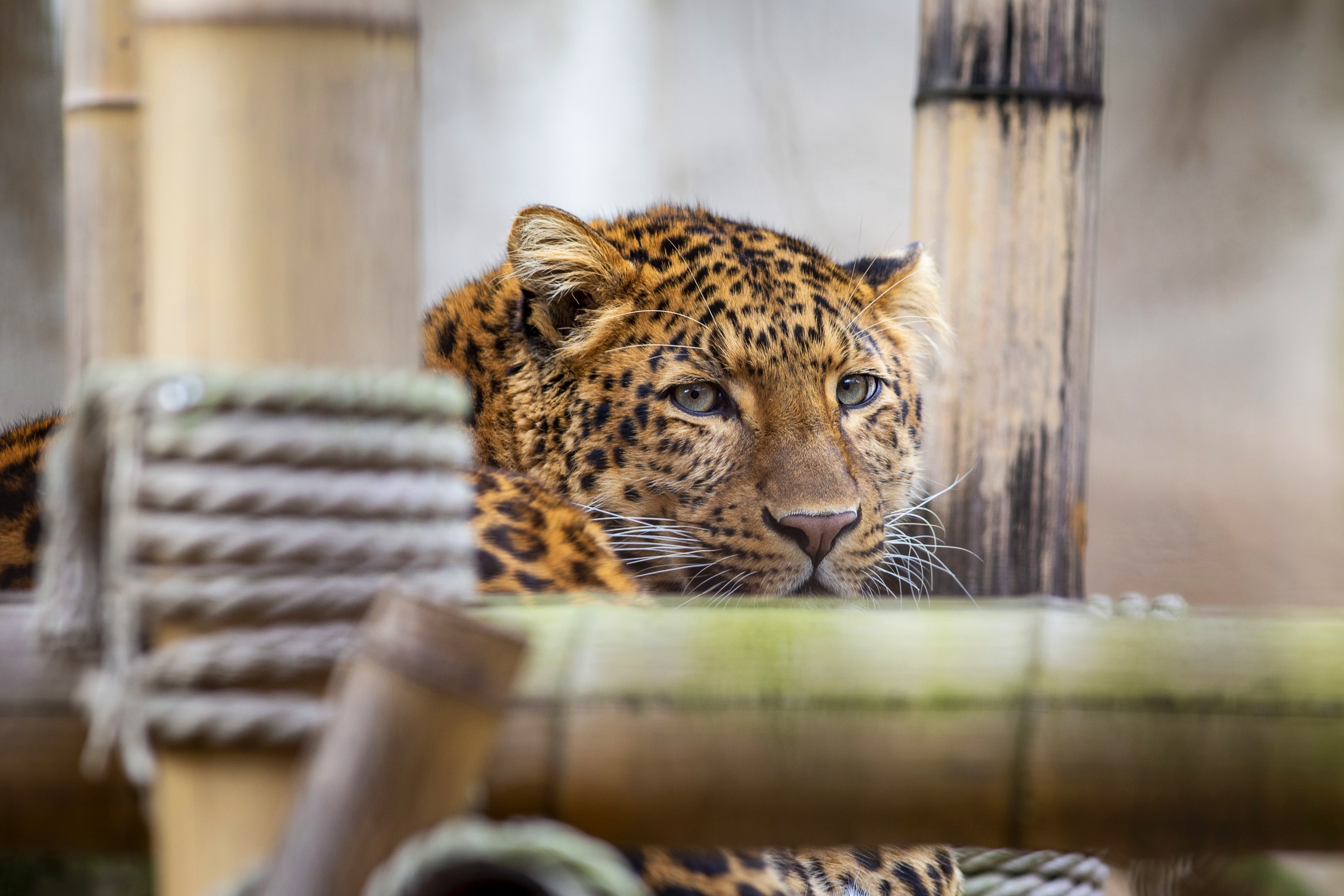 Laden Sie das Tiere, Katzen, Leopard-Bild kostenlos auf Ihren PC-Desktop herunter