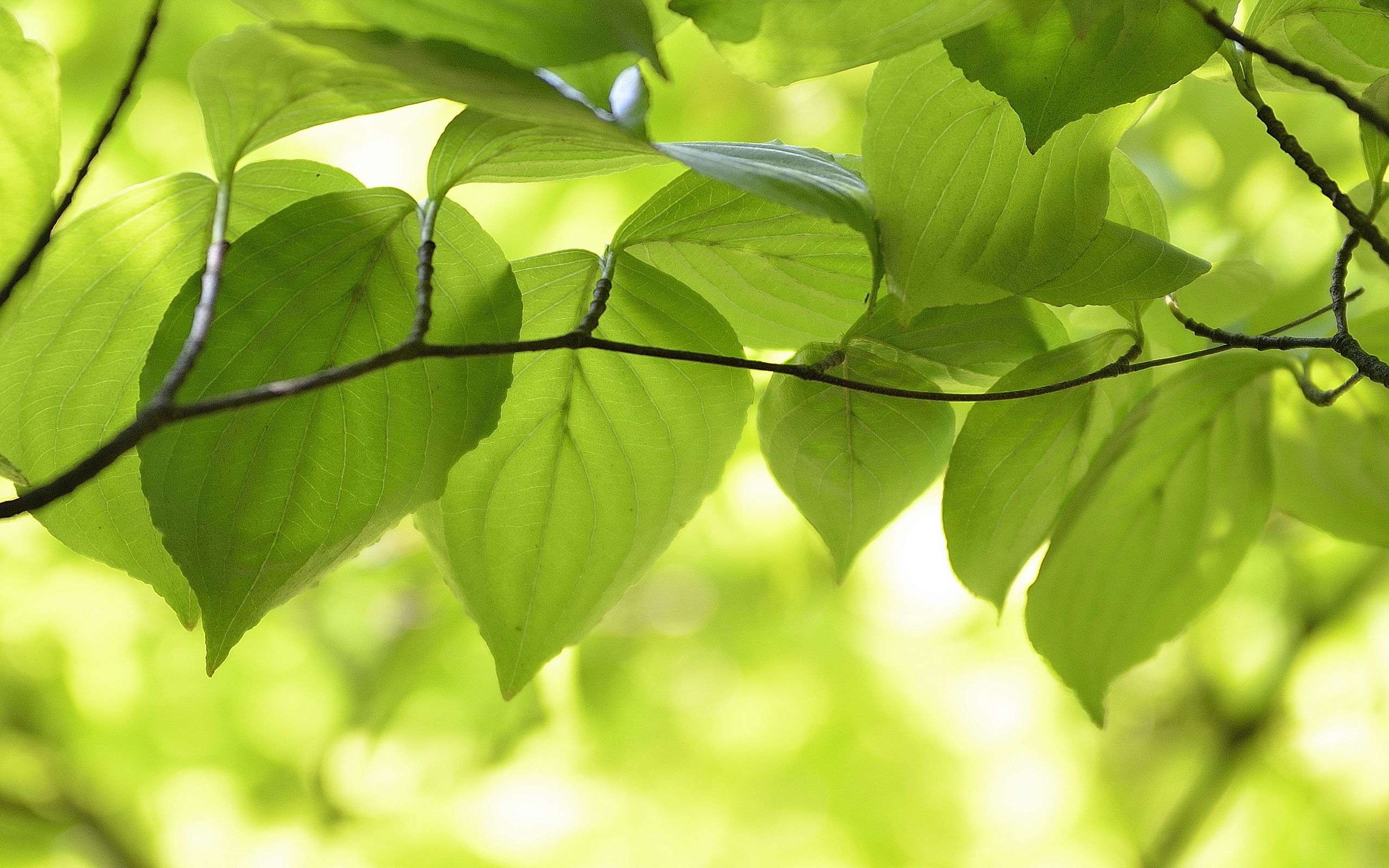 Free download wallpaper Nature, Leaf, Branch, Earth on your PC desktop