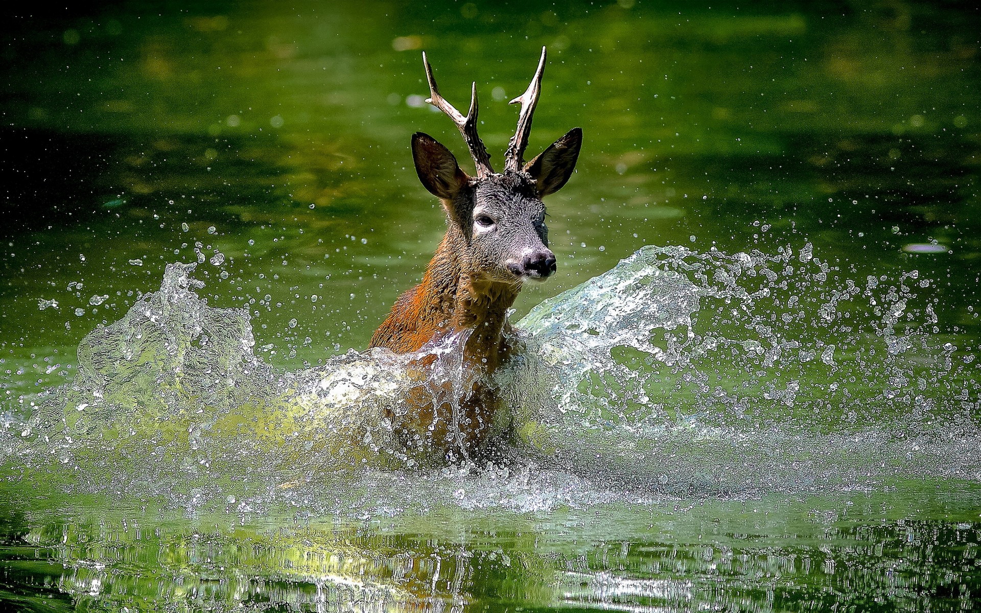 Free download wallpaper Animal, Deer on your PC desktop