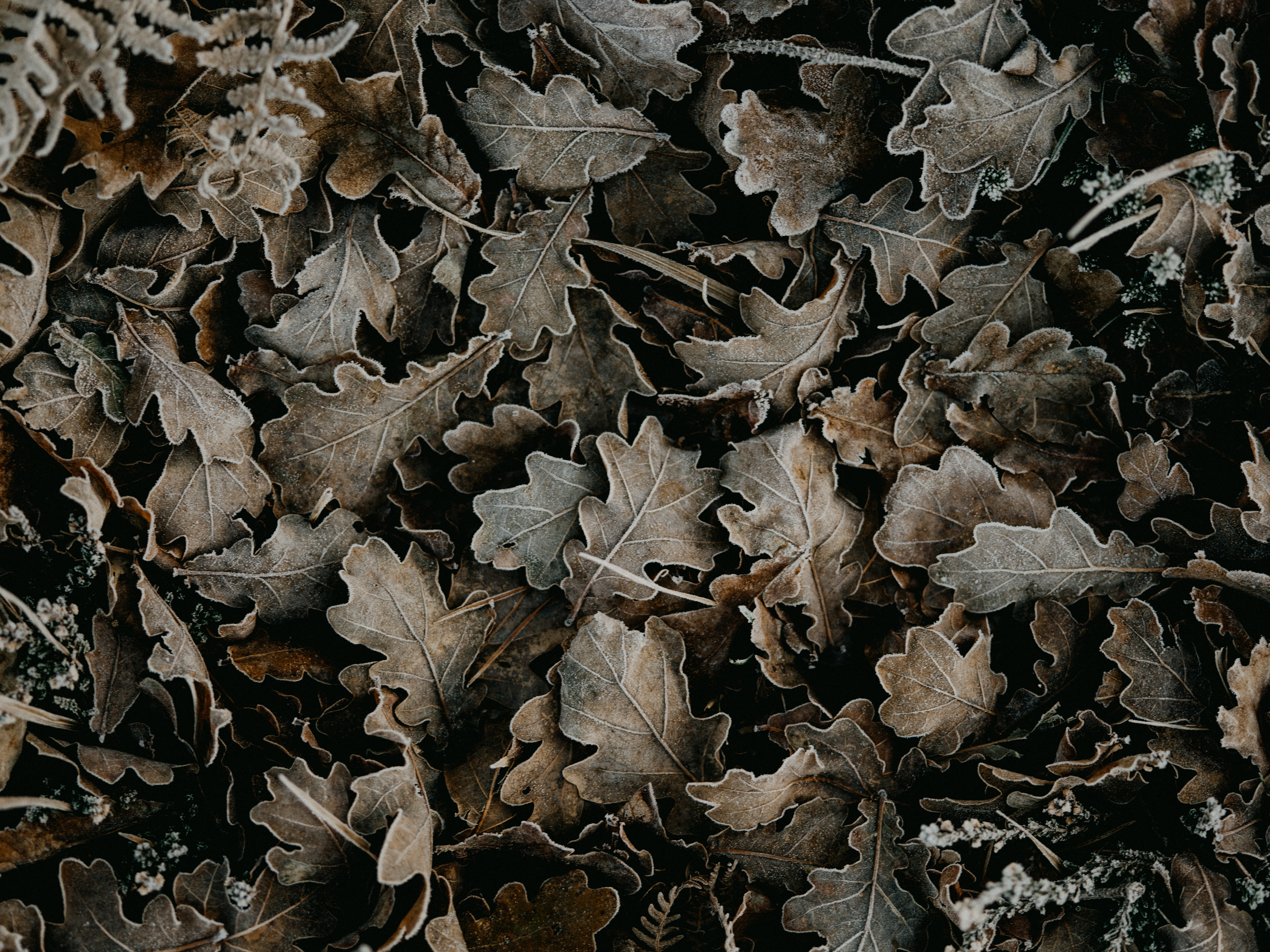 leaves, macro, dry, fallen