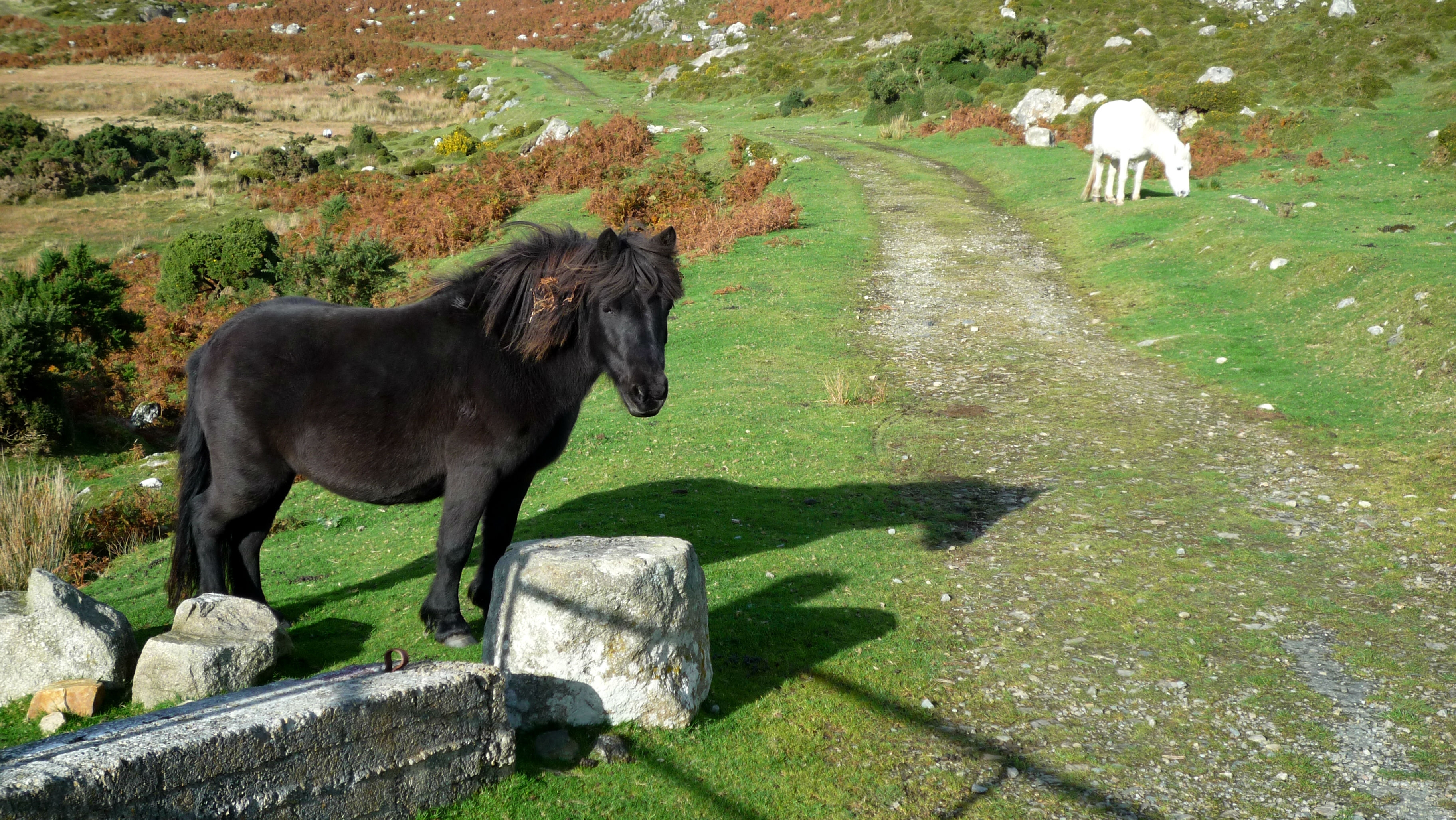 stones, animals, grass, stroll, horse, pony Image for desktop