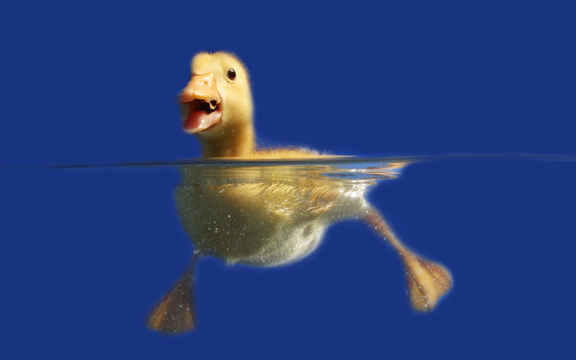 42188 Hintergrundbild herunterladen tiere, ducks, blau - Bildschirmschoner und Bilder kostenlos