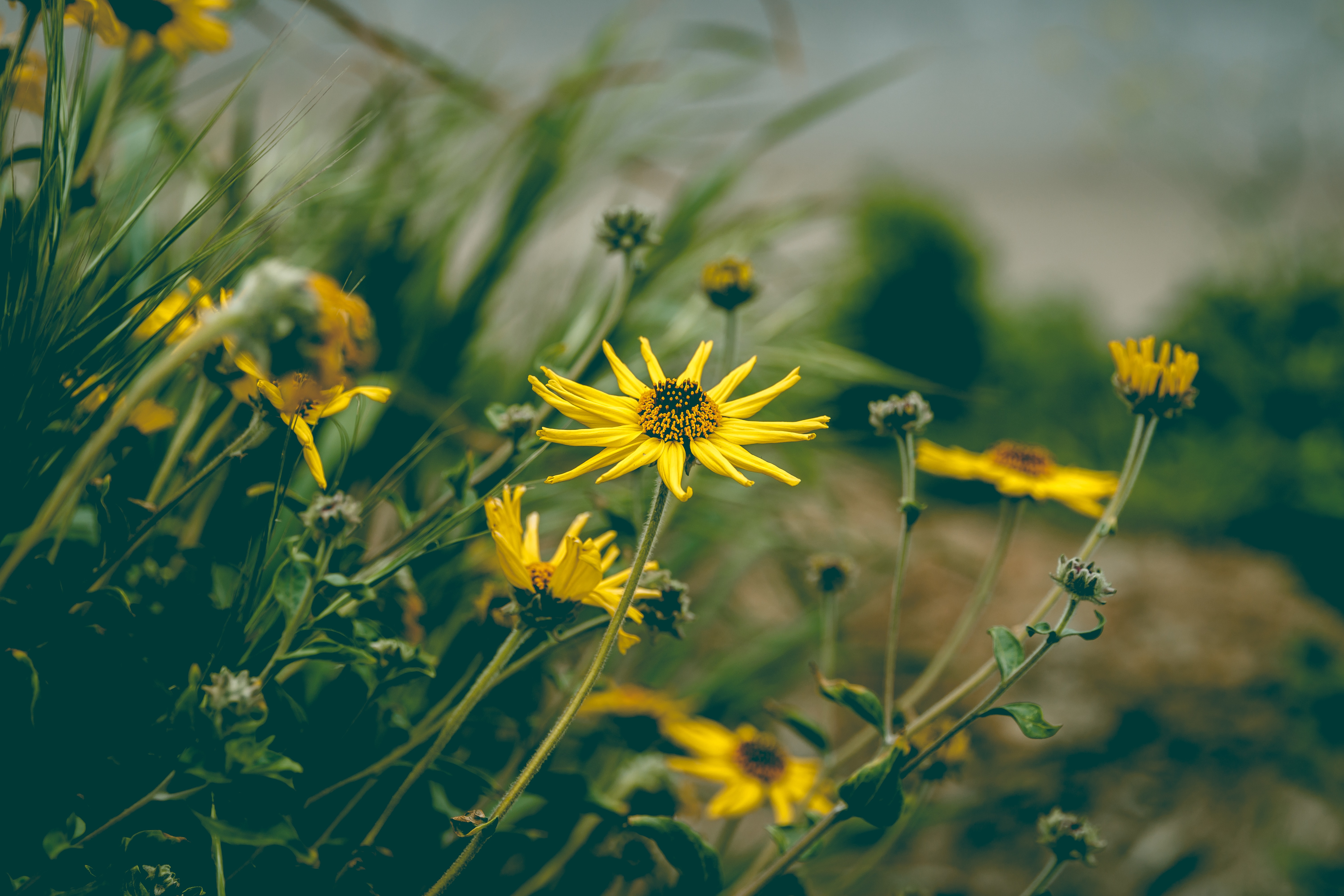 Laden Sie das Grass, Kamille, Blumen, Pflanze, Blume-Bild kostenlos auf Ihren PC-Desktop herunter