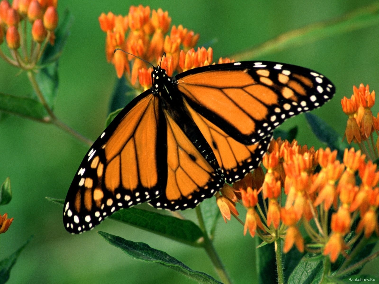 1768 descargar imagen mariposas, insectos: fondos de pantalla y protectores de pantalla gratis