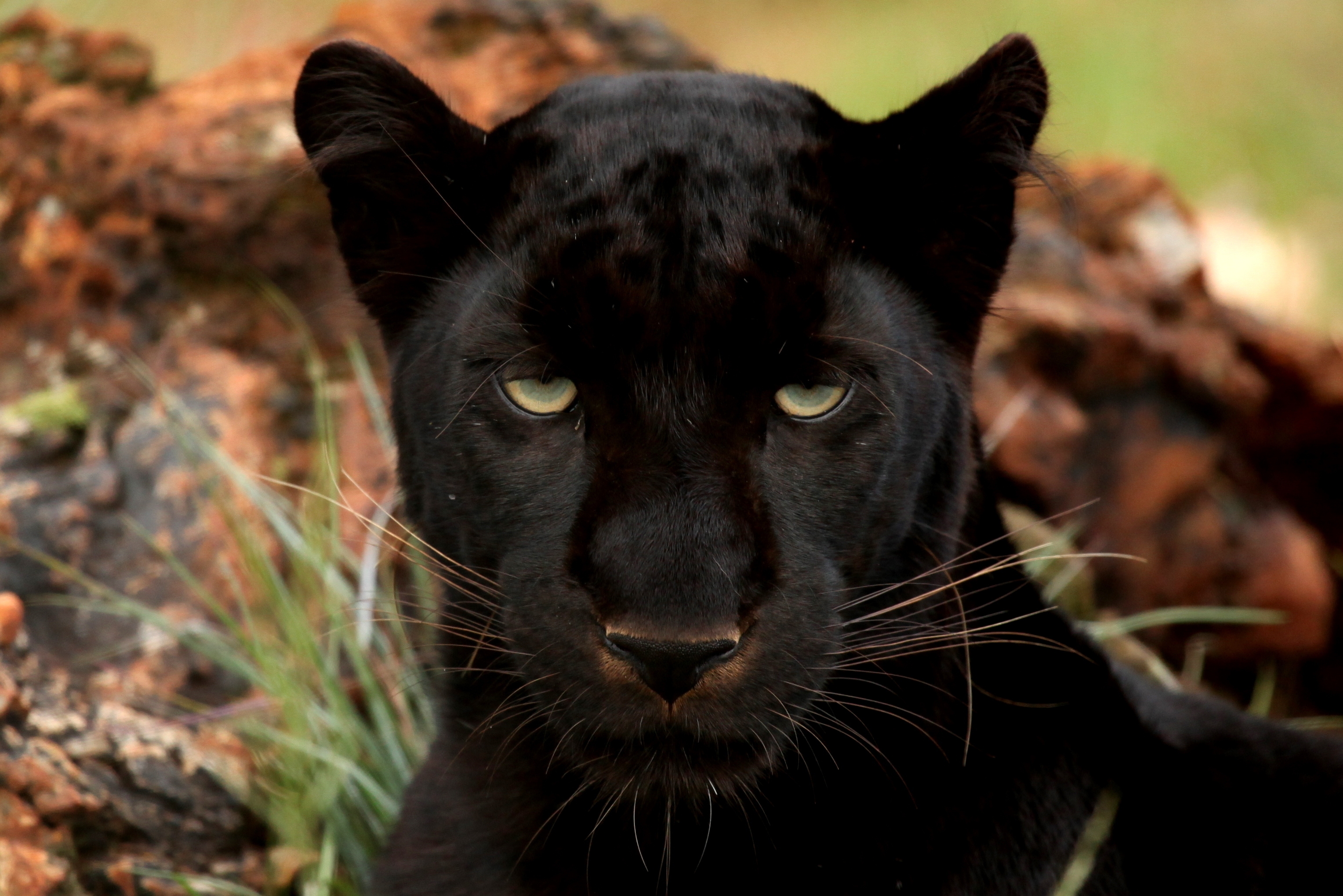 Download mobile wallpaper Opinion, Sight, Muzzle, Predator, Animals, Big Cat, Panther for free.