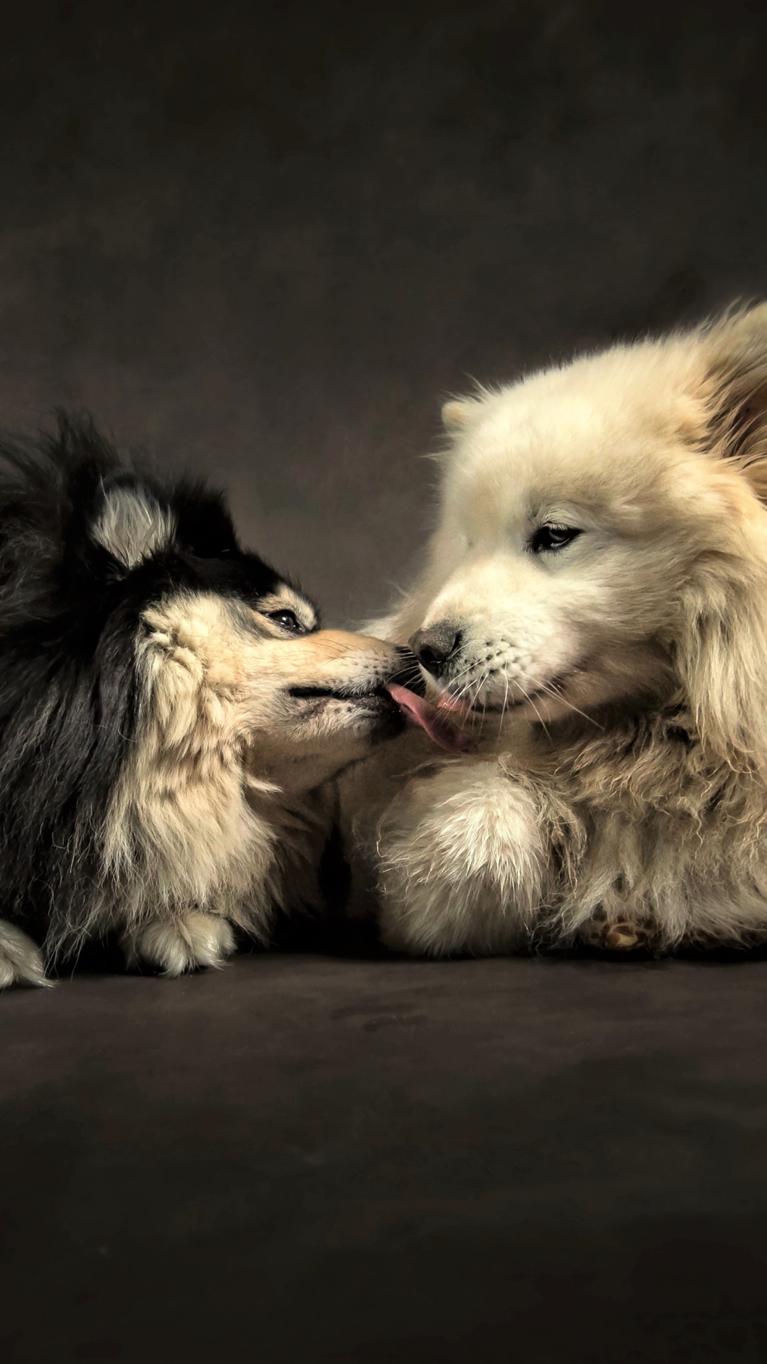 Download mobile wallpaper Dogs, Love, Dog, Animal, Kiss, Cute, Friend for free.