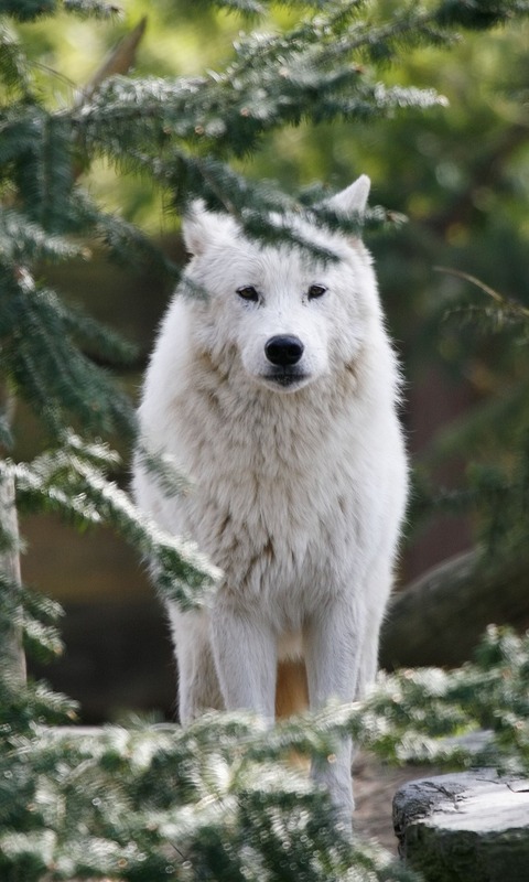 Handy-Wallpaper Tiere, Wolf, Weißer Wolf, Wolves kostenlos herunterladen.