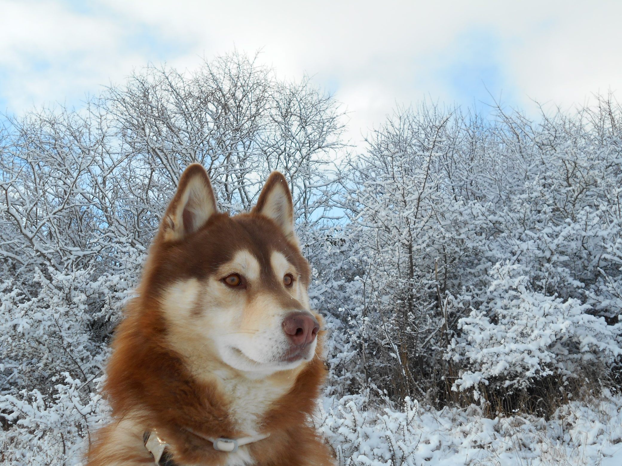 Handy-Wallpaper Tiere, Winter, Hunde, Schnee, Hund, Sibirischer Husky, Schlittenhund kostenlos herunterladen.
