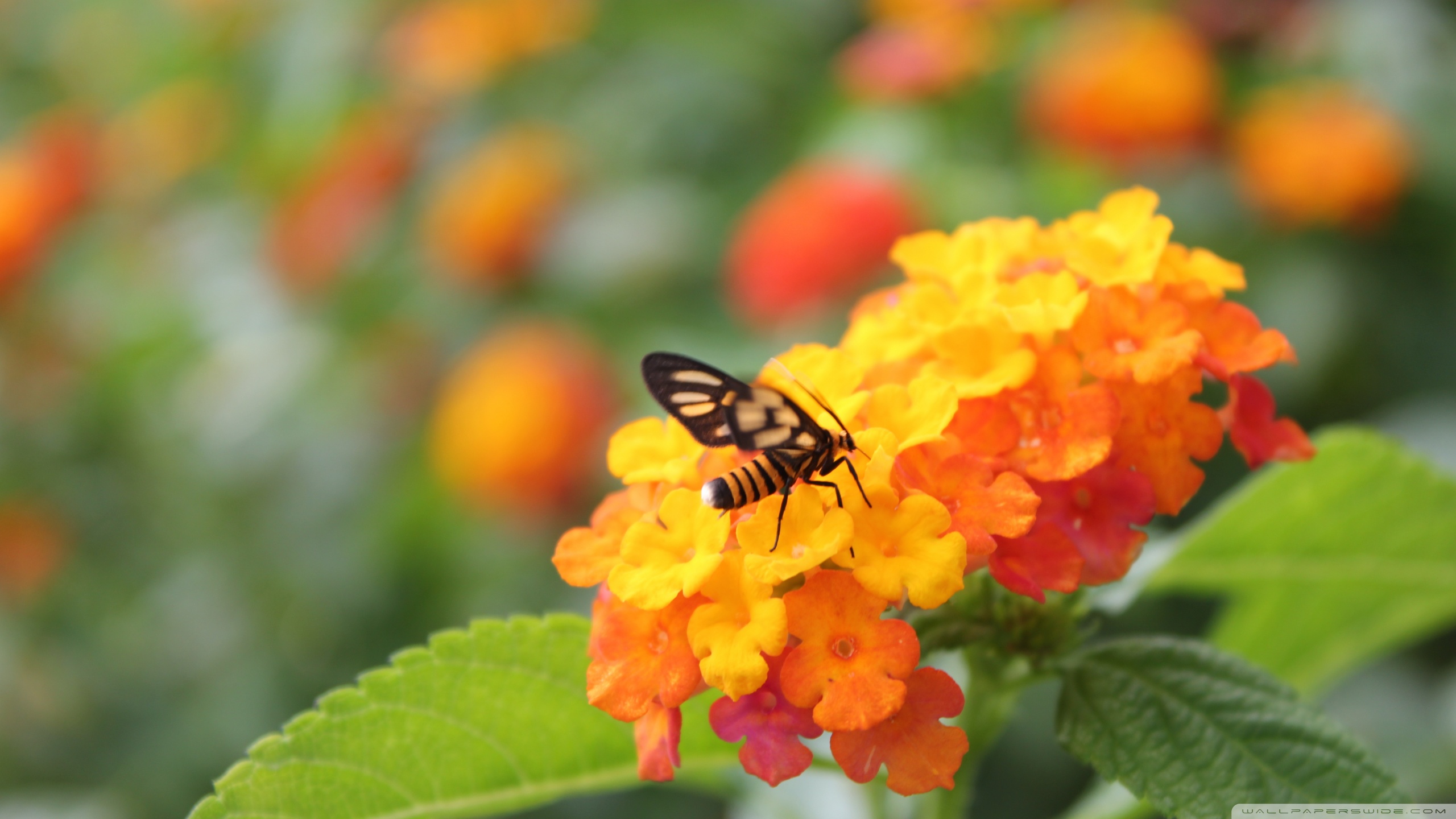 Descarga gratuita de fondo de pantalla para móvil de Animales, Insecto.