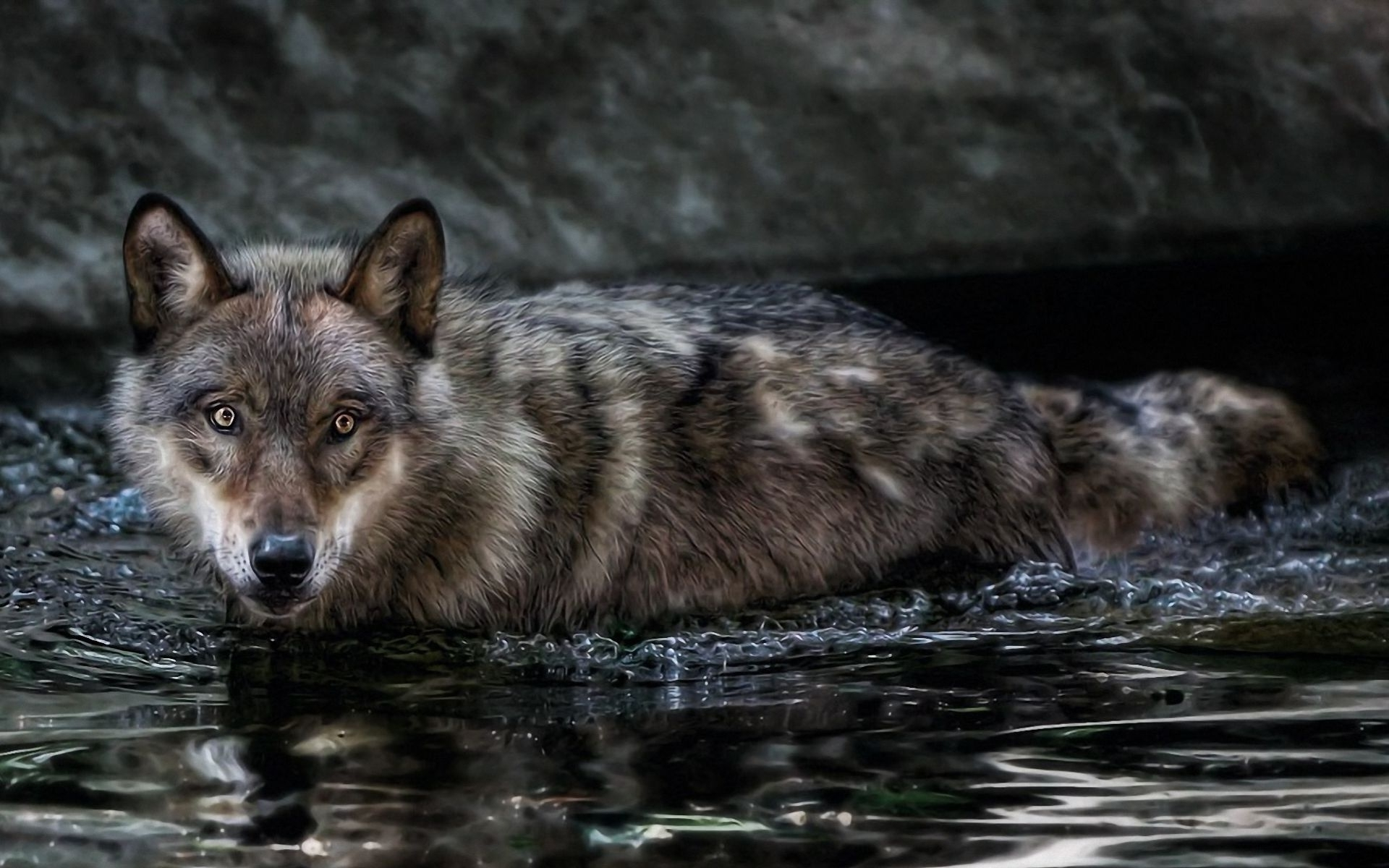 Handy-Wallpaper Tiere, Wasser, Wolf, Wolves kostenlos herunterladen.