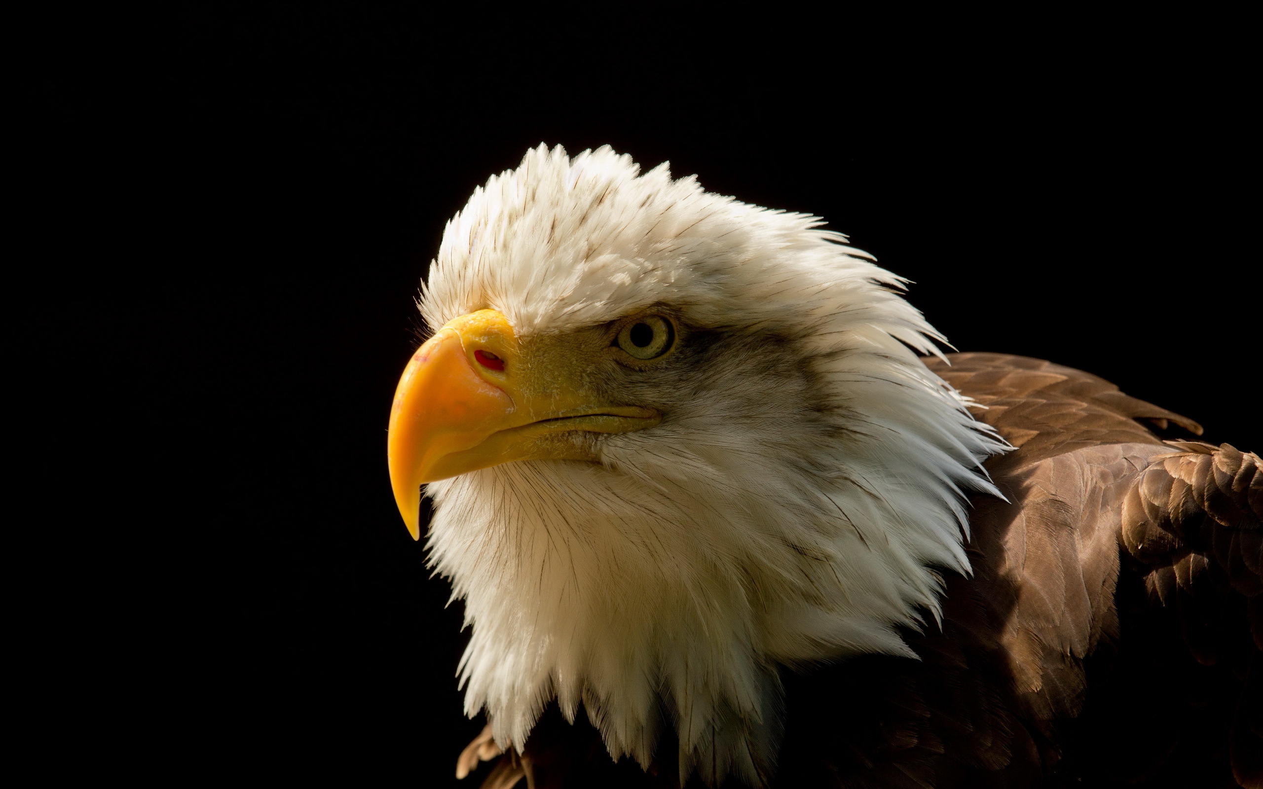 Download mobile wallpaper Bald Eagle, Birds, Animal for free.