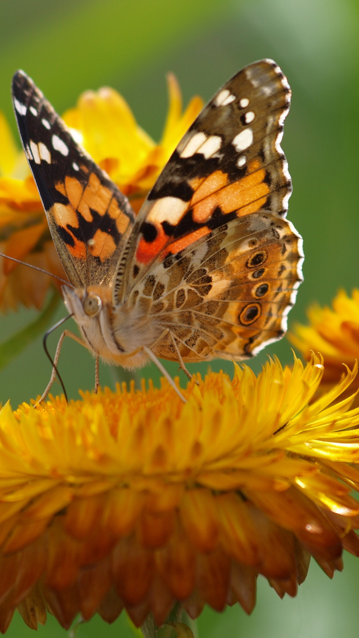 Download mobile wallpaper Flower, Macro, Butterfly, Animal, Yellow Flower for free.