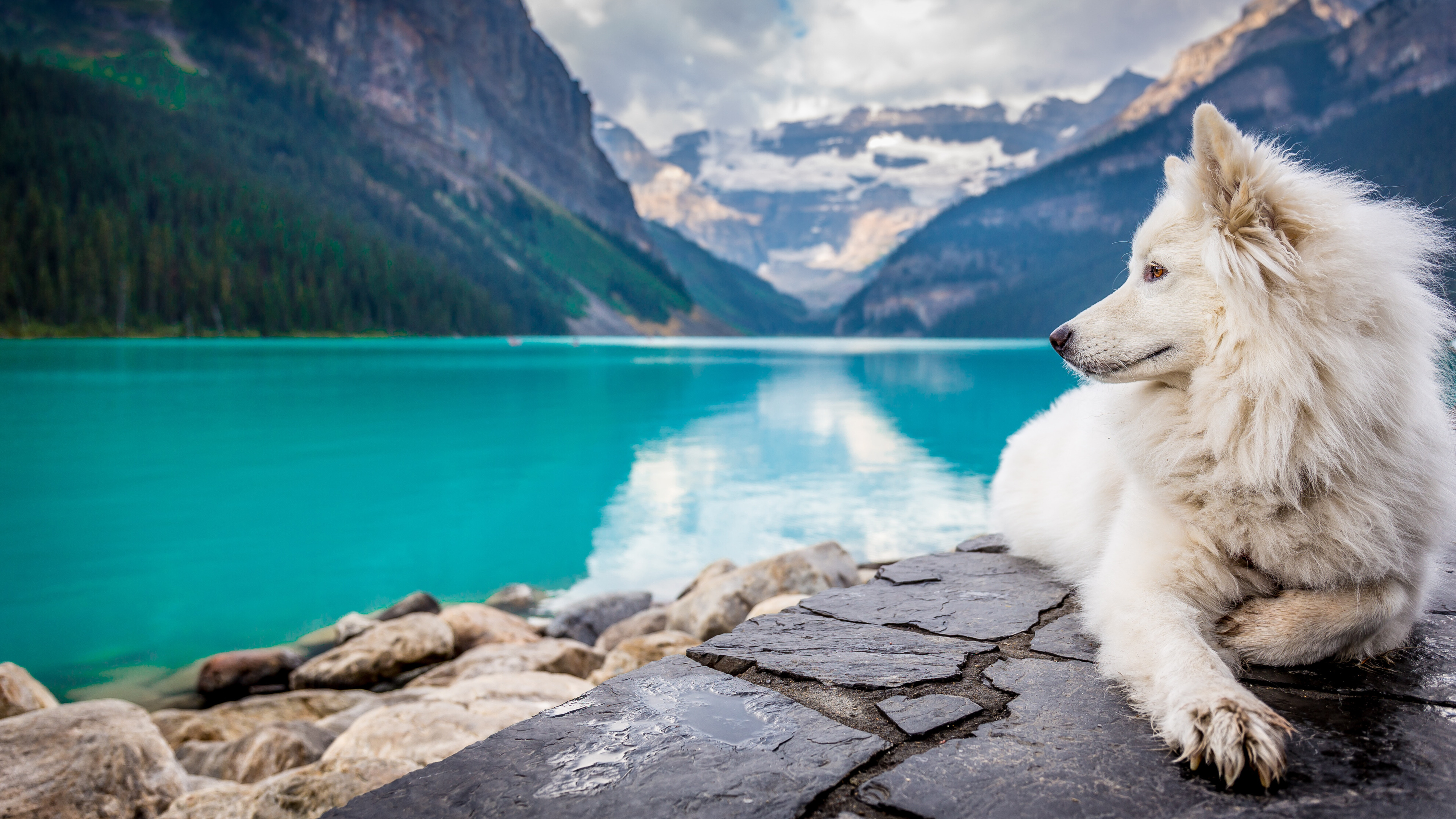 Download mobile wallpaper Mountain, Lake, Dog, Animal for free.