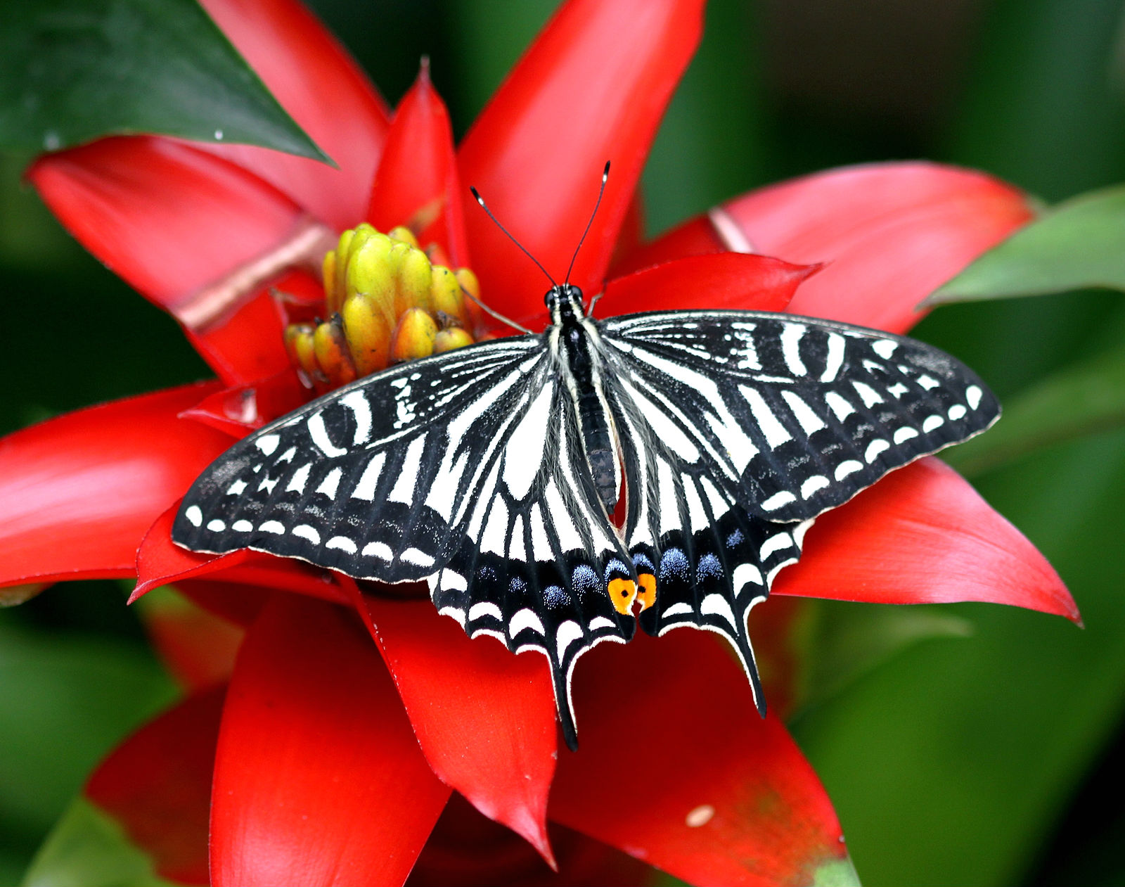 258585 télécharger l'image insectes, papillon, animaux, machaon - fonds d'écran et économiseurs d'écran gratuits