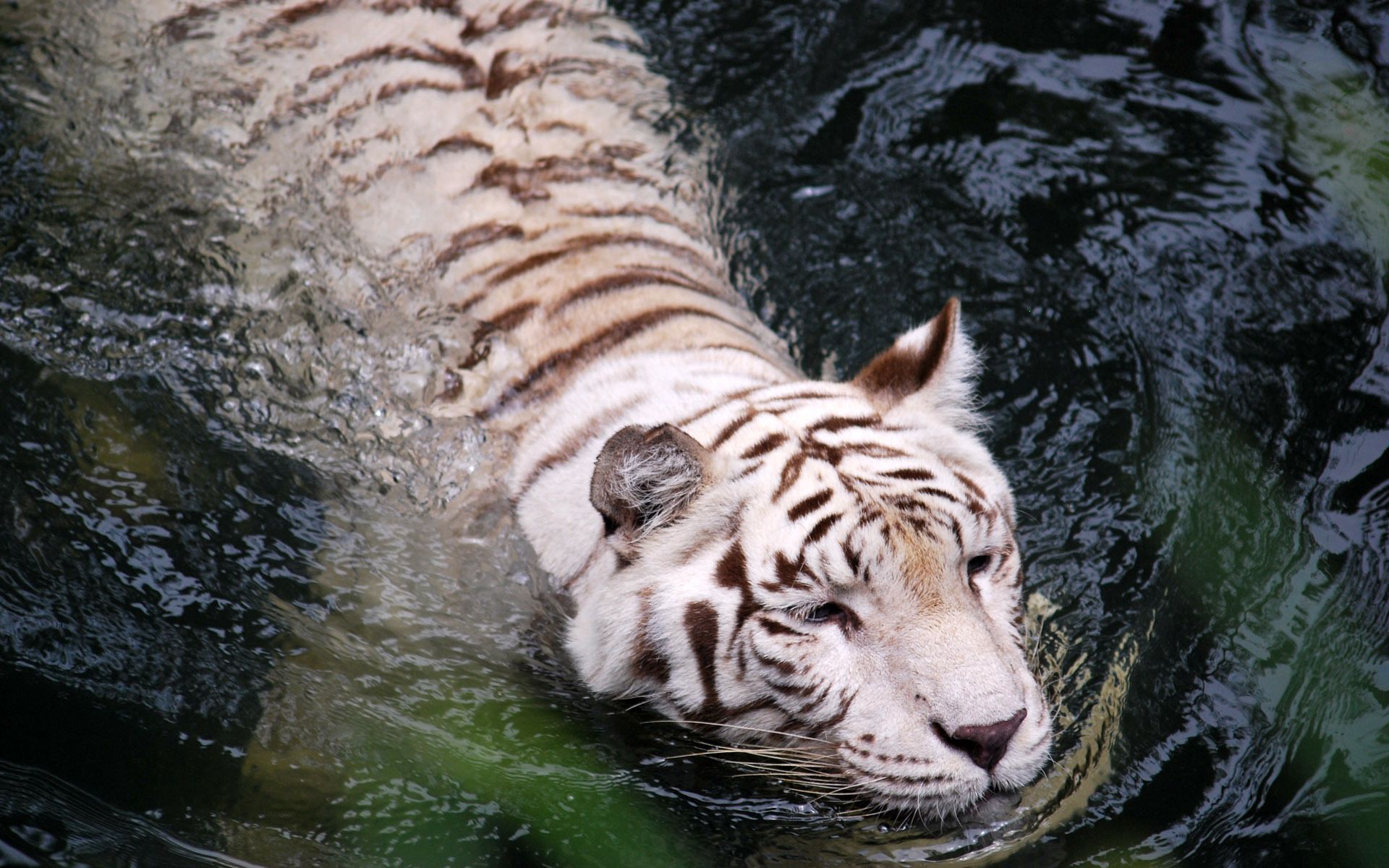 animals, water, predator, big cat, tiger, to swim, swim, albino