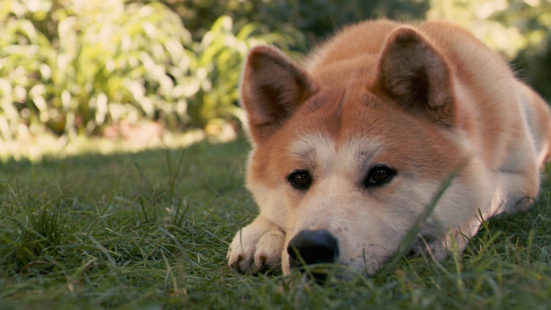 Baixe gratuitamente a imagem Animais, Cães, Cão na área de trabalho do seu PC