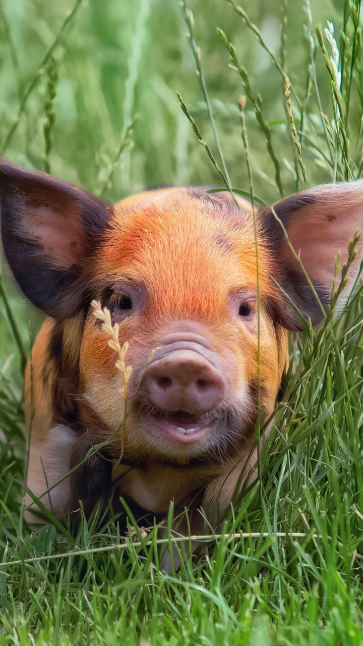 無料モバイル壁紙動物, 草, 豚をダウンロードします。