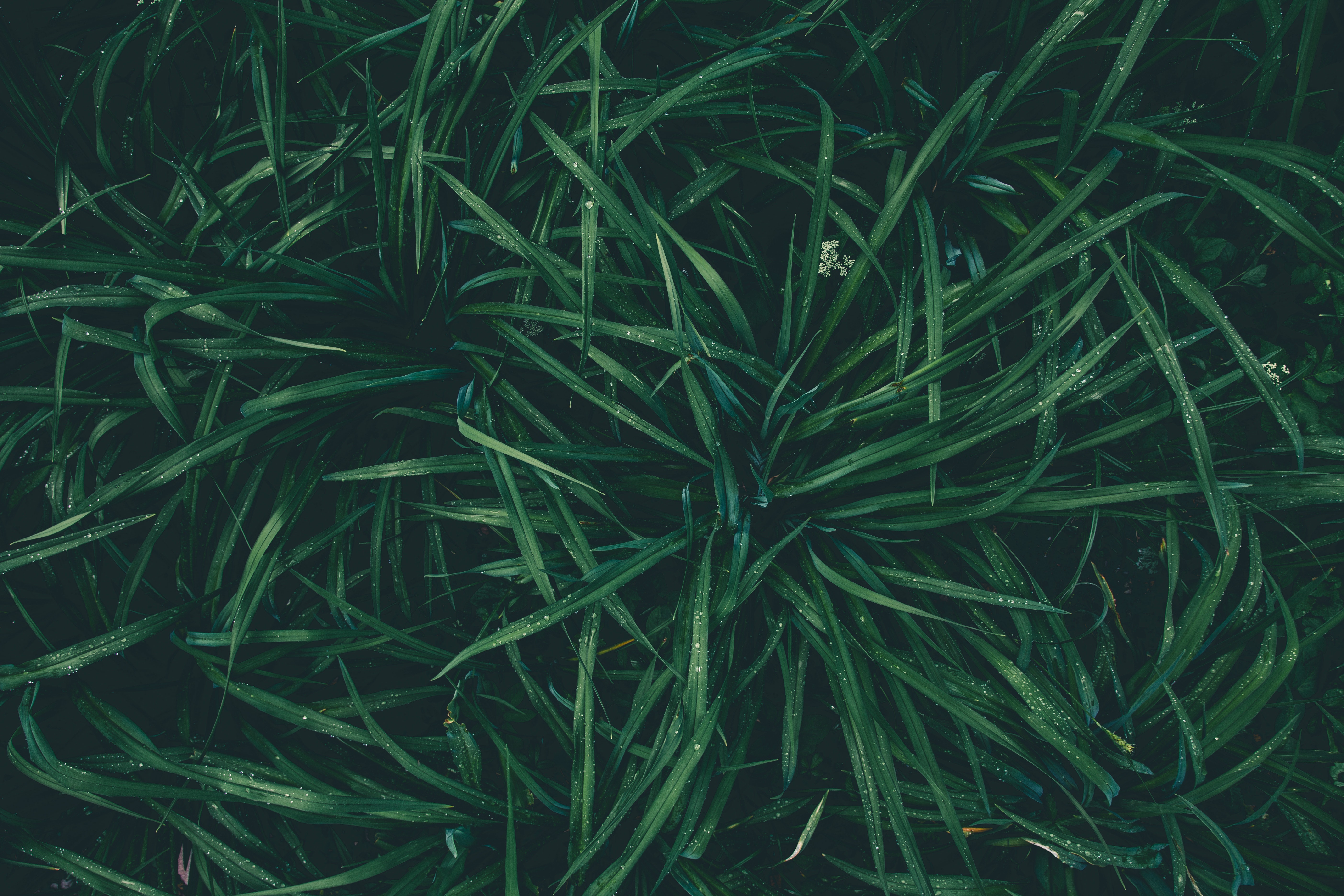 Free download wallpaper Nature, Grass, Drops, Moisture, Dew on your PC desktop