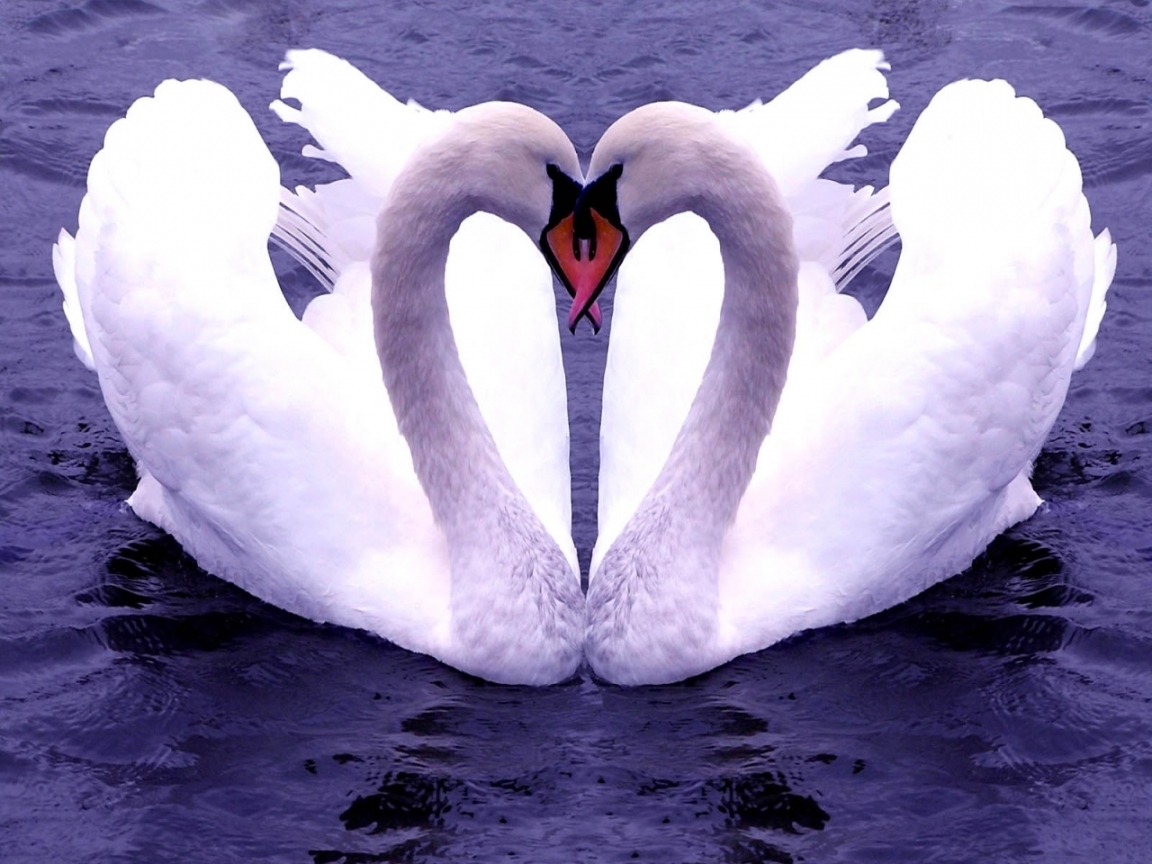 46530 Hintergrundbild herunterladen tiere, vögel, herzen, swans - Bildschirmschoner und Bilder kostenlos
