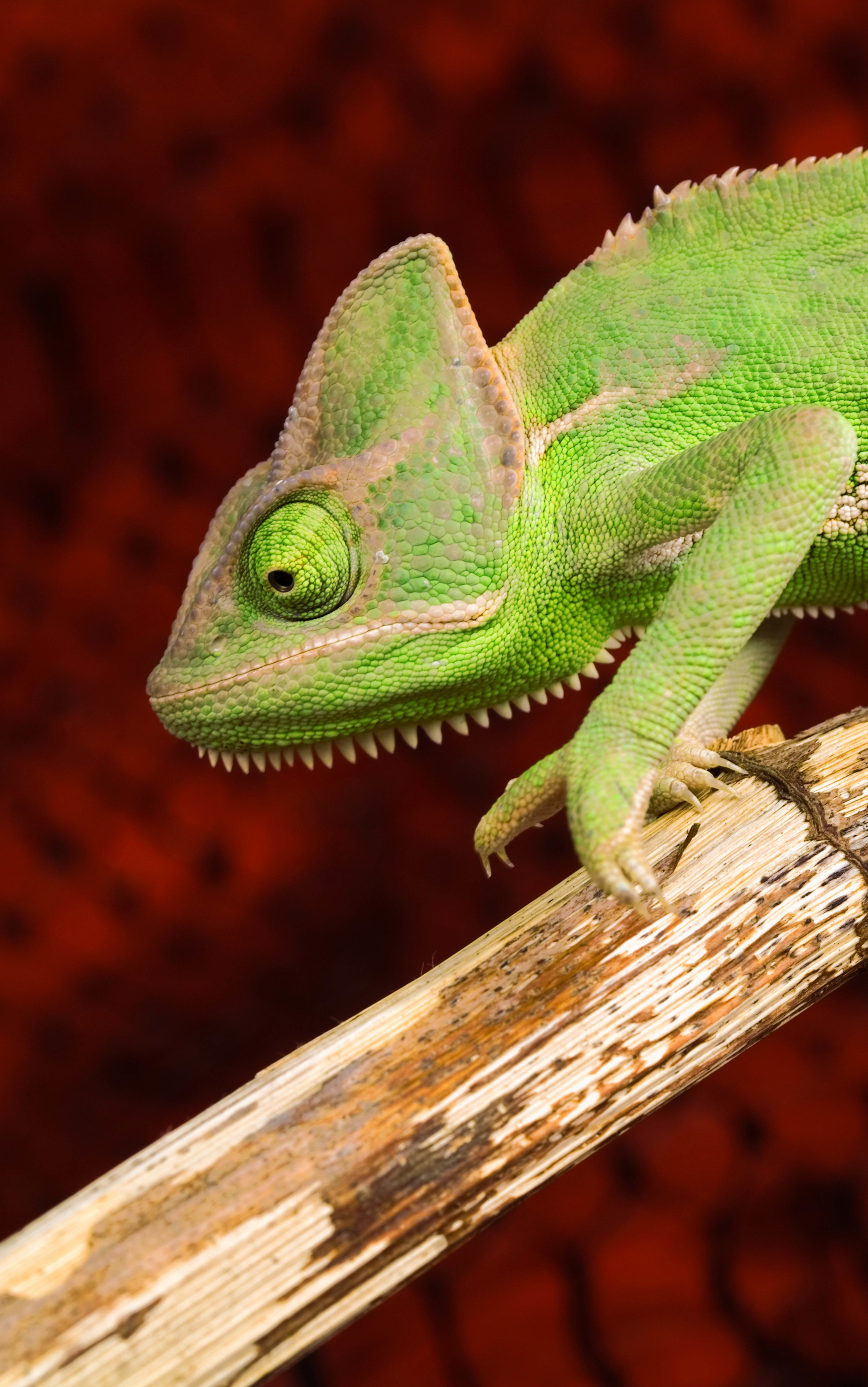 Téléchargez des papiers peints mobile Animaux, Caméléon, Reptiles gratuitement.