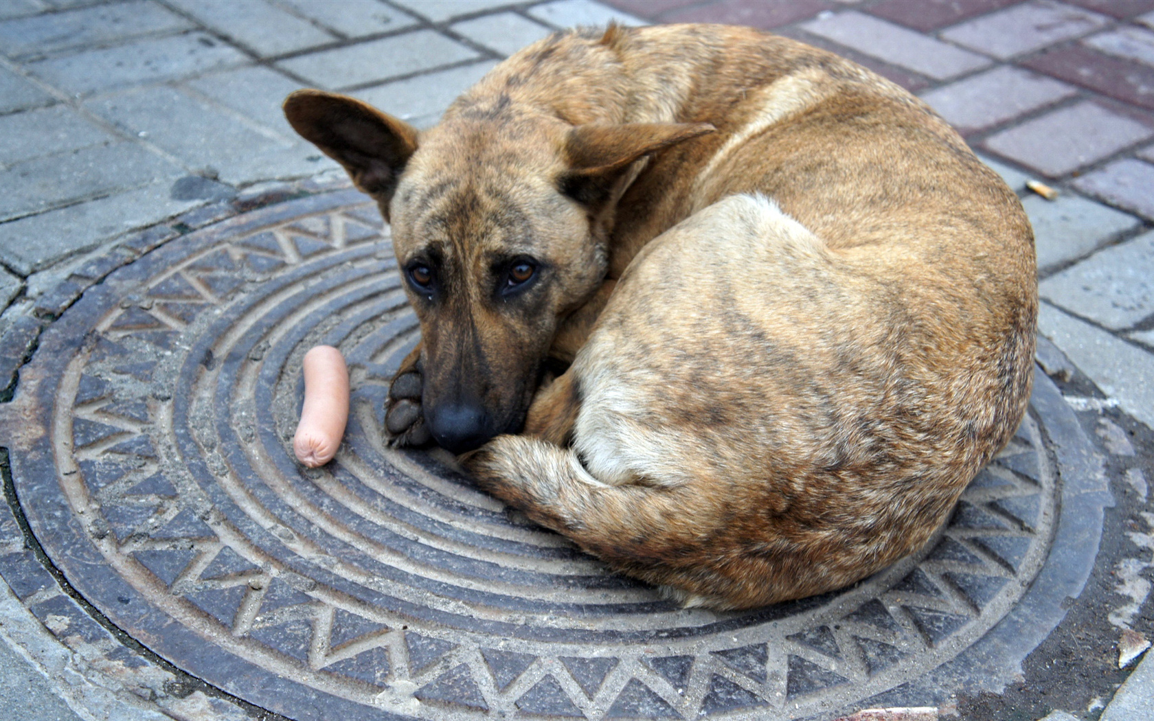 Descarga gratuita de fondo de pantalla para móvil de Perros, Perro, Animales.