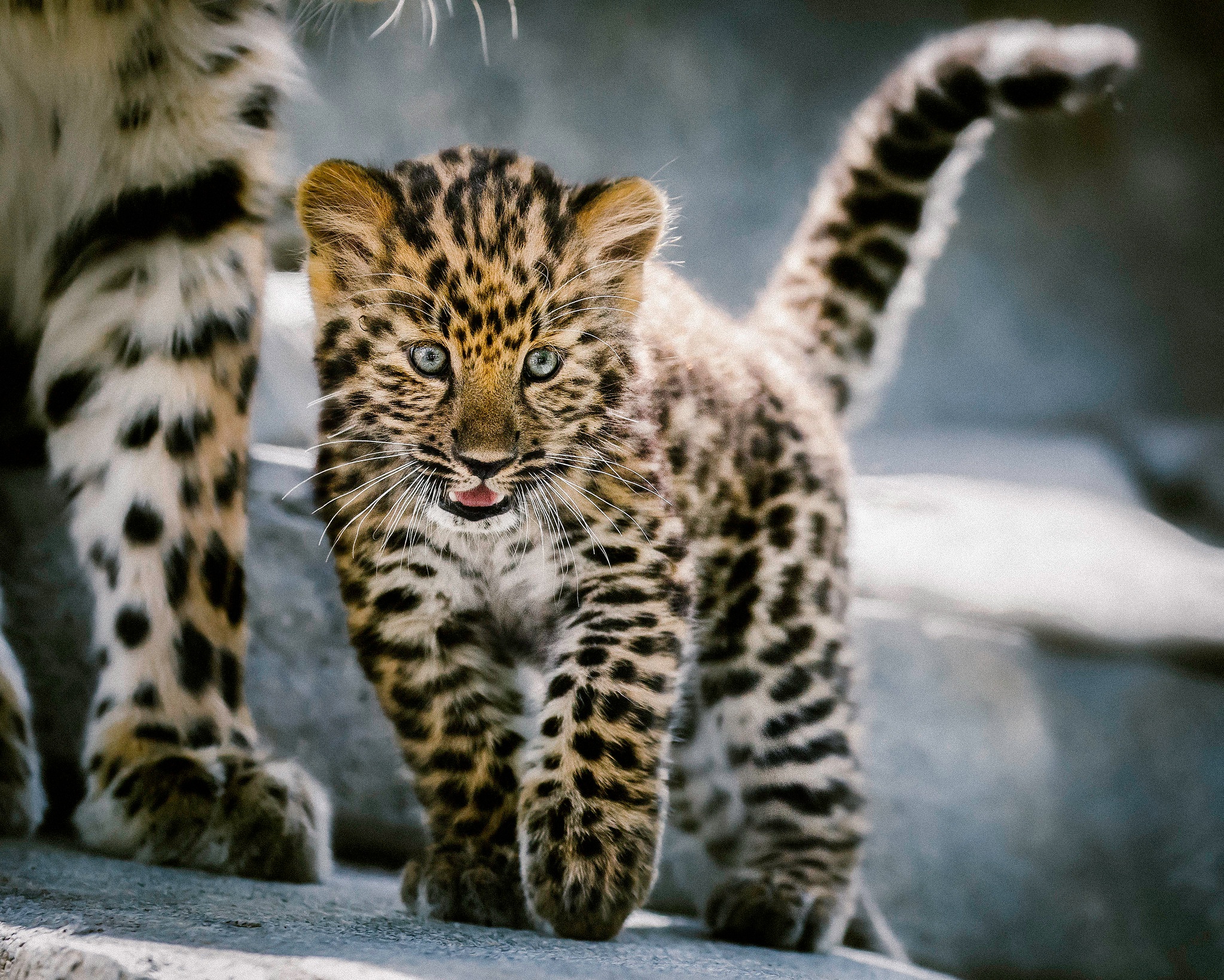 Download mobile wallpaper Cats, Leopard, Animal, Baby Animal, Cub for free.