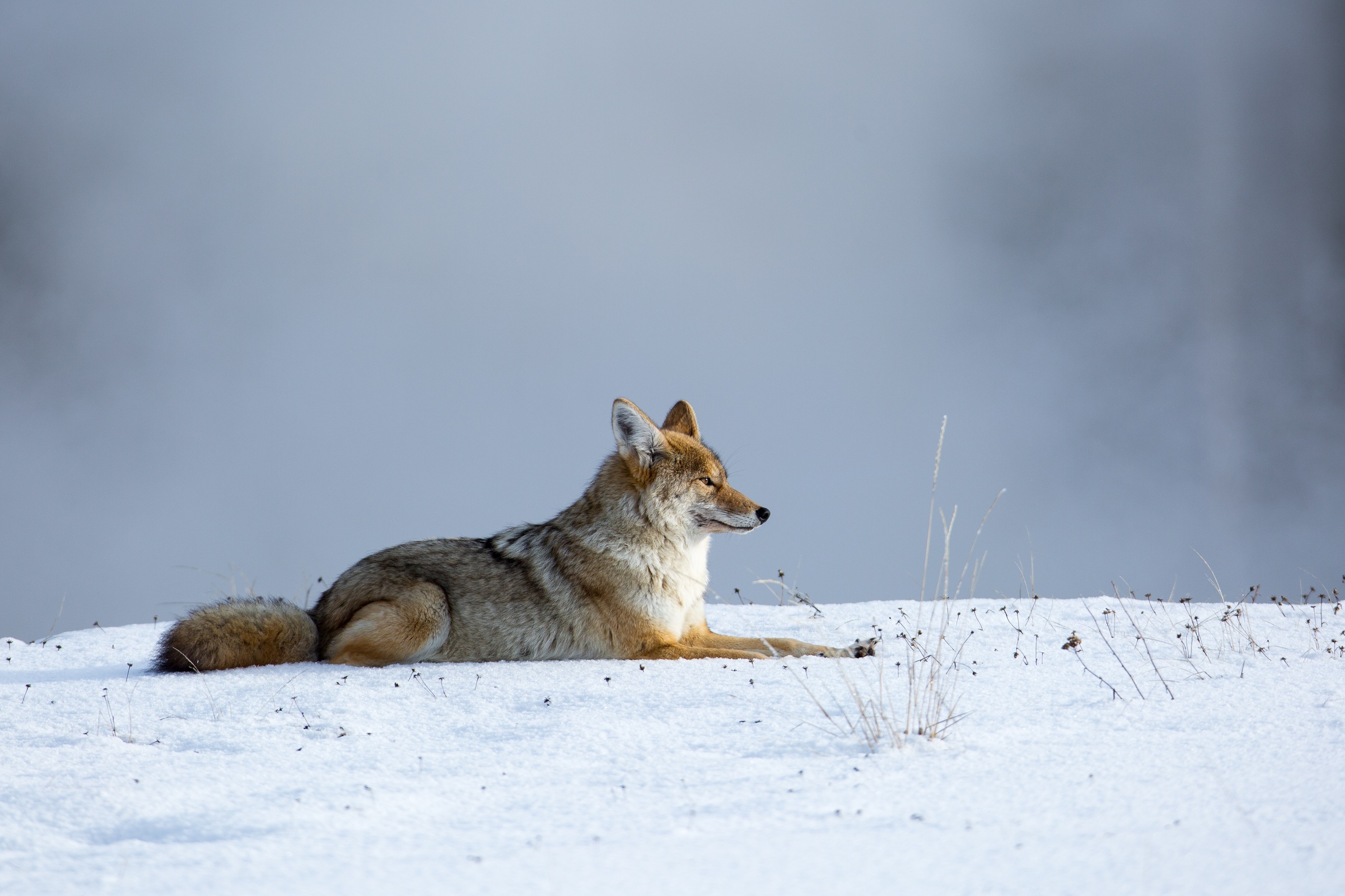 nature, animal, coyote, mammal, snow, wilderness, winter