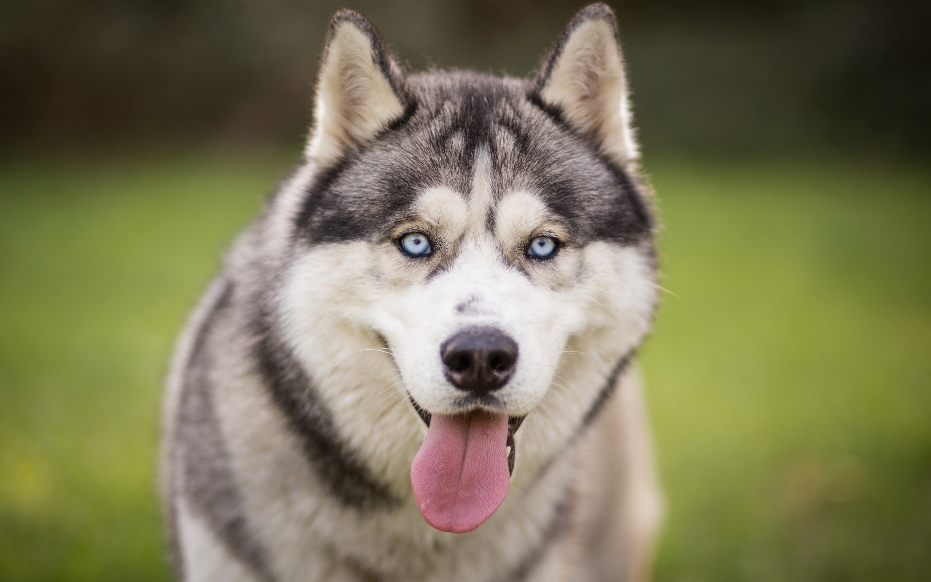 PCデスクトップに動物, 犬, ハスキー画像を無料でダウンロード