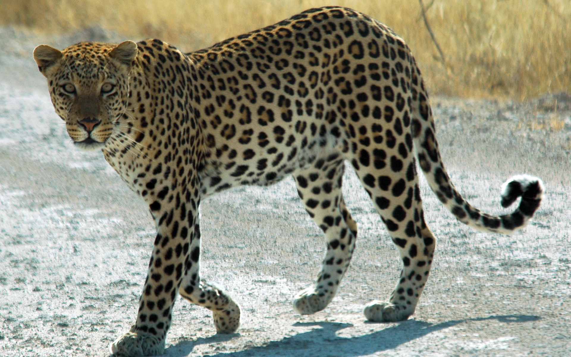 Handy-Wallpaper Leopard, Katzen, Tiere kostenlos herunterladen.